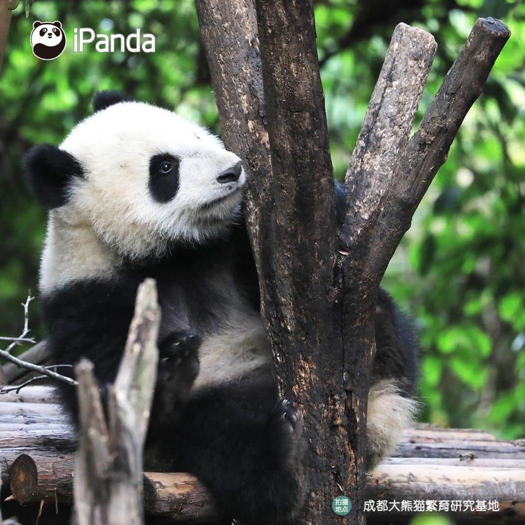 iPandaさんのインスタグラム写真 - (iPandaInstagram)「I can't help myself stealing this cutie secretly, then I'll give her infinity kisses. (Cheng Lang) 🐼 🐾 🐼 #panda #ipanda #animal #pet #adorable #China #travel #pandababy #cute #photooftheday #Sichuan #cutepanda #animalphotography #cuteness #cutenessoverload」5月15日 17時30分 - ipandachannel