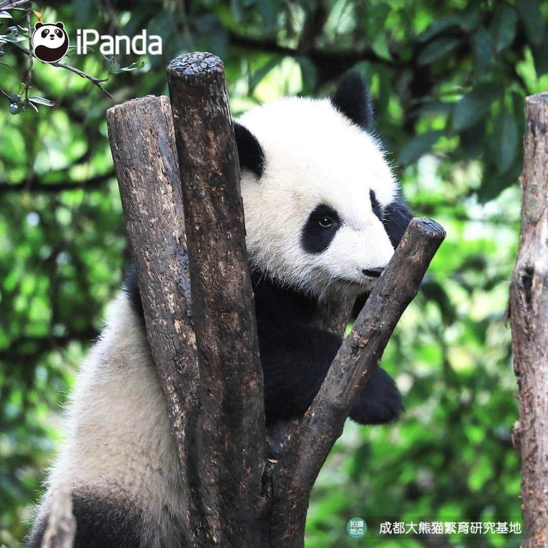 iPandaさんのインスタグラム写真 - (iPandaInstagram)「I can't help myself stealing this cutie secretly, then I'll give her infinity kisses. (Cheng Lang) 🐼 🐾 🐼 #panda #ipanda #animal #pet #adorable #China #travel #pandababy #cute #photooftheday #Sichuan #cutepanda #animalphotography #cuteness #cutenessoverload」5月15日 17時30分 - ipandachannel