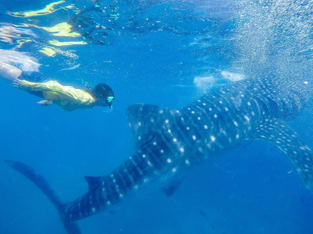 詩歩さんのインスタグラム写真 - (詩歩Instagram)「#8月1日は水の日　💧﻿ ﻿ 毎年審査員を務めている国土交通省主催のフォトコンテストが、今年も募集開始されました！﻿ @waterday.promotion﻿ ﻿ 8月1日の「水の日」をきっかけに、水の大切さを再認識しようというコンテストです。﻿ ﻿ 海外に行くと日本の良さをひしひしと感じますが、その一つが「水道水が飲めること」！🥛﻿ ﻿ 海外旅行中はレストランの水も有料だし、歯磨きする水もペットボトル。日本の水質の良さを改めて認識します。ああ、日本でよかった…🇯🇵﻿ ﻿ このフォトコンテストでは、「水」にまつわる写真をなんでも募集しています！💧﻿ 旅先での写真はもちろん、庭でのプール遊び、料理など「水」が写っている写真ならなんでもOK🙆‍﻿ ﻿ ﻿ 優秀作品には賞金が授与されます👏﻿ ﻿ まだお出かけが難しい時期ですが、お庭での水遊びの様子など、撮影に挑戦してみてはいかがですか？﻿ ﻿ ※応募のために、不要不急の外出や密集はお控えください。﻿ ※過去撮影した写真の投稿もOKです。1人何枚でもOK！﻿ ﻿ ﻿ 募集期間は2020年6月26日まで。Twitterでの応募もできます。﻿ 詳しくは @waterday.promotion の最新postをみてくださいね☺﻿ ﻿ ﻿ たくさんのご応募お待ちしています！﻿ ﻿ ﻿ ✈️﻿ ﻿ #エアー海外旅行﻿ ﻿ この衝撃の写真は、フィリピン・セブ島を訪れたときの１枚。﻿ もちろん合成じゃないですよ！！！﻿ ﻿ なんと野生のジンベイザメが住んでいるビーチがあって、一緒に泳ぐことができるんです。﻿ ﻿ 体長4mくらいのジンベイが10頭以上ウジャウジャいるから、草食だとわかっていても少し怖い😂😂😂﻿ ﻿ ﻿ そんな旅先での「水」に触れた想い出です。﻿ あなたはどんな想い出がありますか？﻿ ﻿ ﻿ #shiho_philippines﻿ 📷Mar 2018﻿ 📍オスロブ／フィリピン﻿ 📍Oslob／Philippines﻿ ﻿ ﻿ ©Shiho/詩歩」5月15日 17時28分 - shiho_zekkei