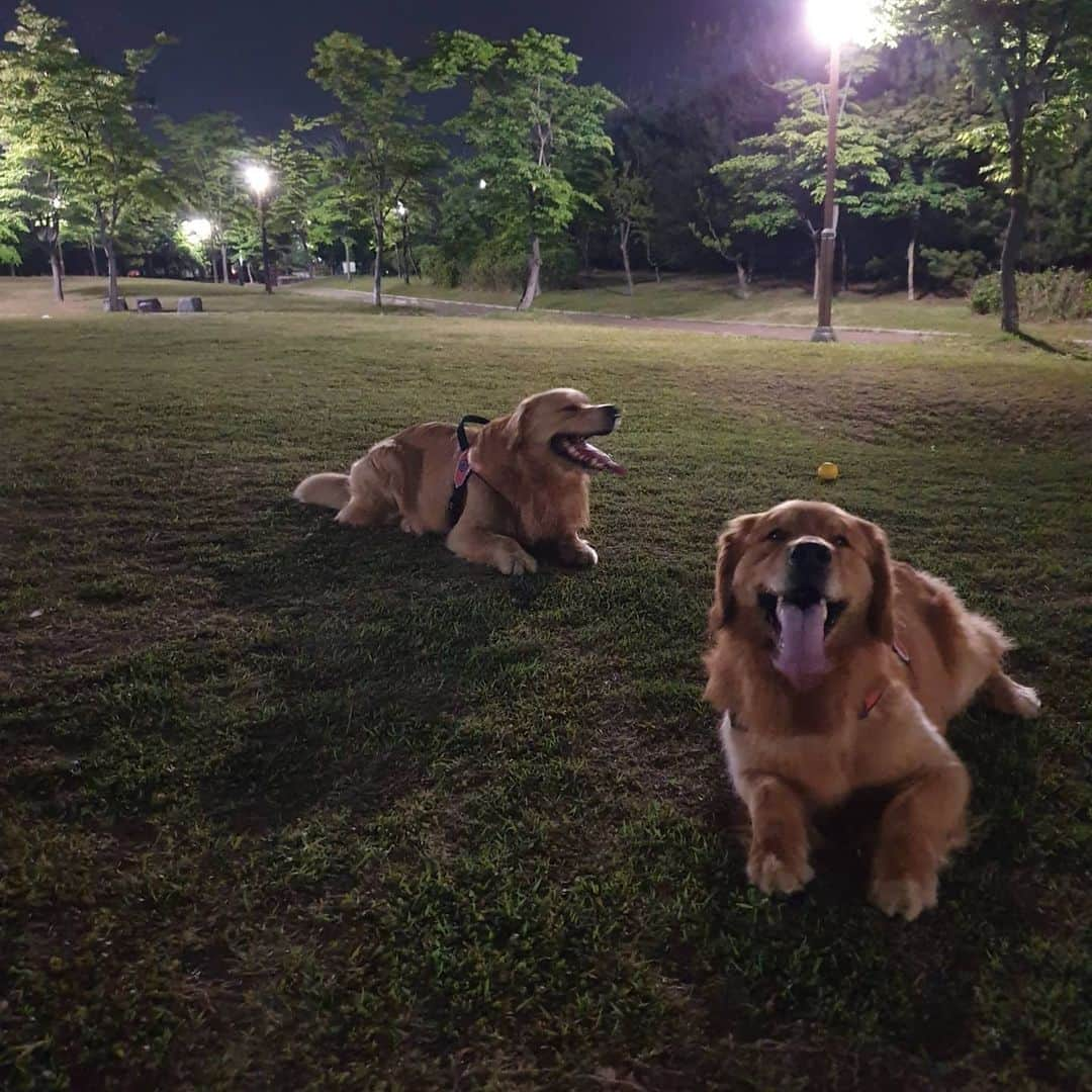 ムン・ジョンヒさんのインスタグラム写真 - (ムン・ジョンヒInstagram)「#마누 #manu #망고 #mango #greenmango #goldenretriever #2살 #6살 #이모조카 #밤운동 #야심할때 #숨차요  찐운동~~♡ 얘들아 살빠지겠다! 망고랑 마누」5月15日 9時42分 - jeonghee_moon