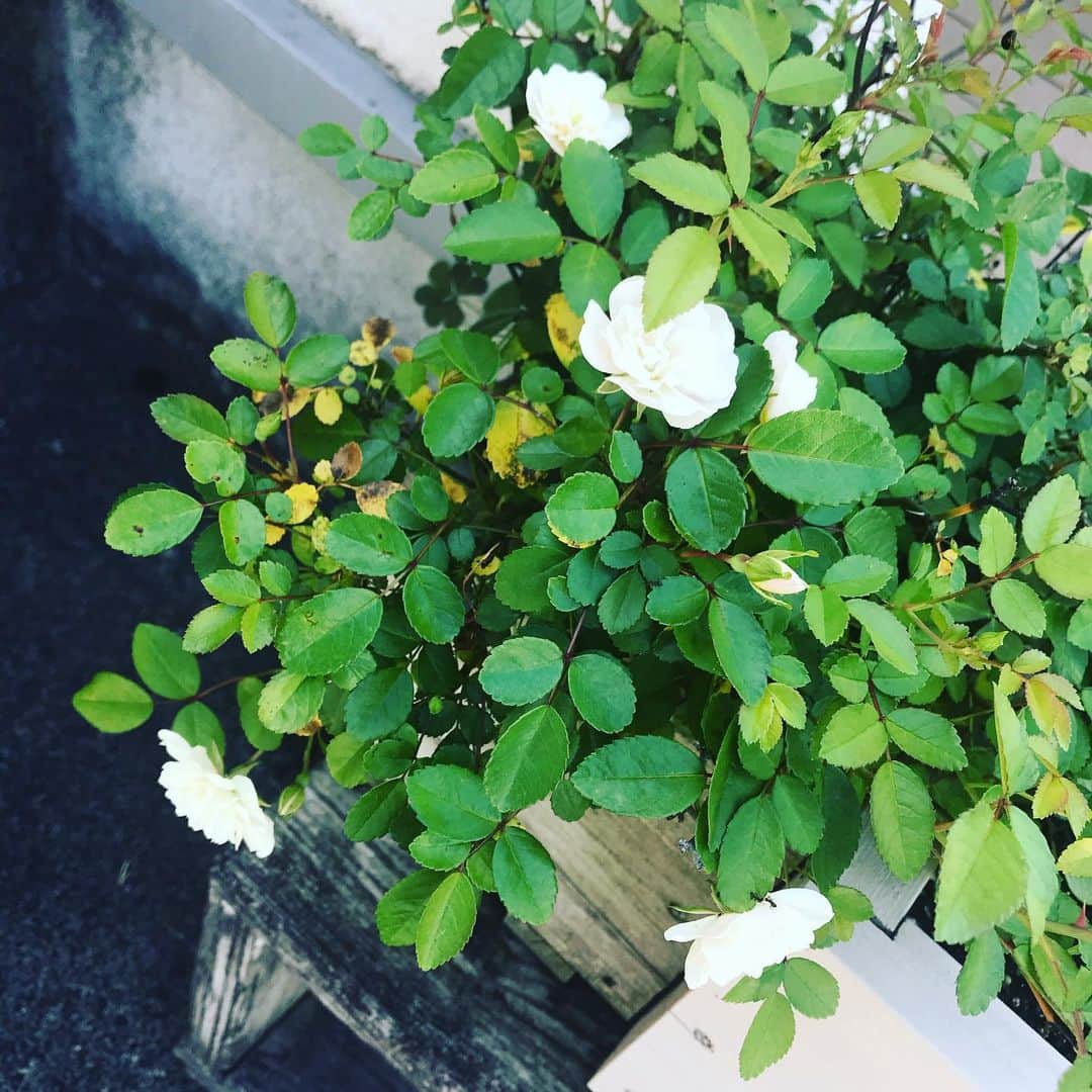 日暮愛葉さんのインスタグラム写真 - (日暮愛葉Instagram)「今日は8個も咲いた！ 全部白だね。 花には励まされるわ 水をあげるとさらに美しい  #rose #flowers #flower #littlegarden」5月15日 10時04分 - aiha_higurashi