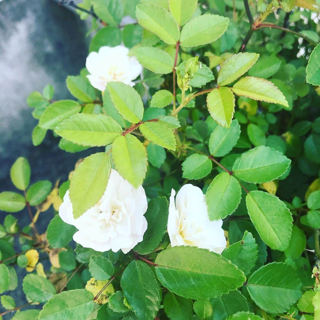 日暮愛葉さんのインスタグラム写真 - (日暮愛葉Instagram)「今日は8個も咲いた！ 全部白だね。 花には励まされるわ 水をあげるとさらに美しい  #rose #flowers #flower #littlegarden」5月15日 10時04分 - aiha_higurashi