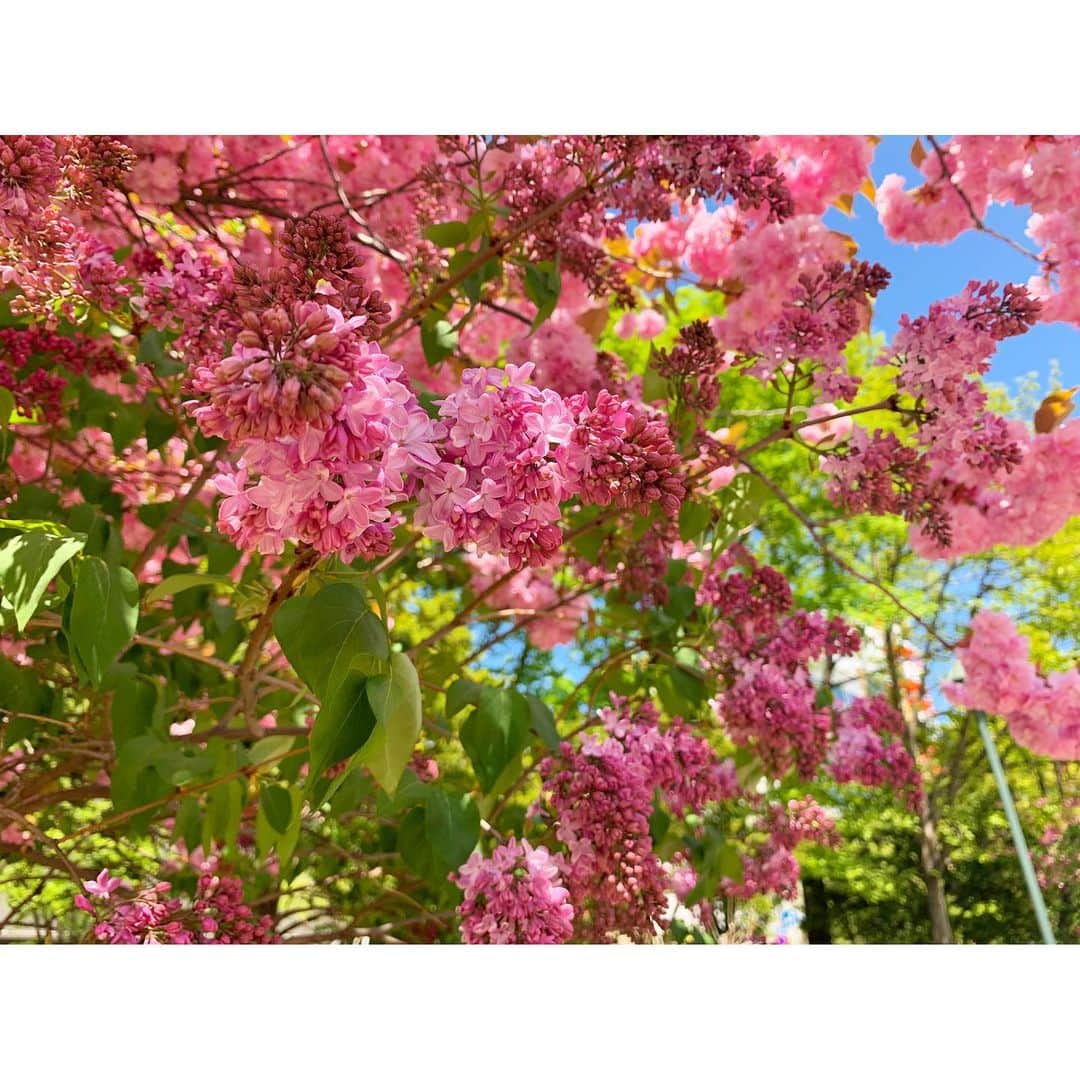 喜多よしかさんのインスタグラム写真 - (喜多よしかInstagram)「まだ蕾もあるけど、大通公園のライラックが咲いてきた🥰﻿﻿ ポカポカで良い季節になってきたなぁ〜🌈🌸﻿﻿ ﻿ せっかく綺麗だけどじっくりお花を見たりは出来ず。 通りすがりで少し寂しい〜💦﻿ 早くコロナが落ち着いて、ライラック祭りで美味しいもの食べられる日が来ますように✊✨ ﻿ ﻿﻿ #仕事帰りのお散歩#札幌#大通公園#散歩#ライラック#一人ライラック祭#おうち時間#春#5月#お仕事#コロナに負けるな#えいえいおー#頑張ろう#踏ん張ろう#✊#花#新緑#緑#ピンク」5月15日 10時14分 - yoshika_1002_official