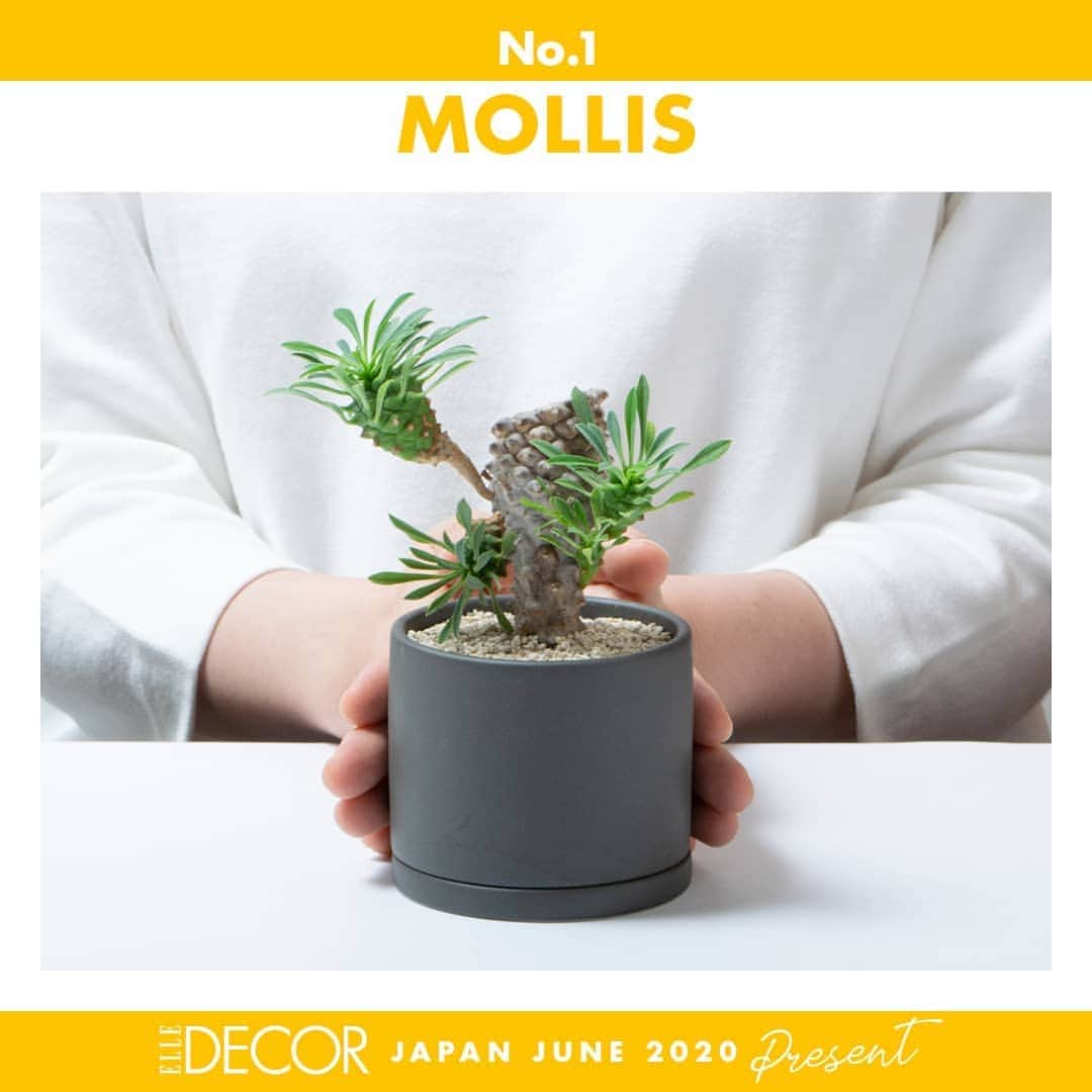ELLE DECOR JAPANさんのインスタグラム写真 - (ELLE DECOR JAPANInstagram)「#エルデコと植物を楽しもう プレゼントキャンペーン! コメントして応募しよう🌿  KINTOから生まれたプラントポットのブランド、MOLLISより、植物付き2.5号鉢がどれでも1つ選べる無料クーポンを5名様にプレゼント。叢の店主小田康平さん監修の植物が生き生きと植えられている。器はアースグレーとダークグレーの2種類。「2.5号鉢」（φ8.5×H7.5㎝）各￥3,500（税抜） . . 【応募期間】 5月31日（日）まで 【プレゼント応募方法﻿】 STEP 1. エル・デコ日本版のインスタグラムアカウント @elledecorjapan をフォロー﻿。 STEP 2. 5/15（金）からアップされる #エルデコと植物を楽しもう のハッシュタグがついたプレゼント募集ポストの中から、応募したいものにコメント。お気に入りのポイントや、どんなふうに使いたいかも、ぜひコメントでお聞かせください🌿 抽選で対象のアイテムをプレゼント！ . . 当選者にはお好きな「2.5号鉢」が1つ無料になるクーポンをお送りします。お好きな植物が植えてあるものをウェブサイトよりお選びいただき、クーポンをご使用のうえ直接ご注文いただくことになります。クーポンの付与にあたりまして、KINTOから直接連絡がいく場合がございます。 . 応募詳細および個人情報取り扱いについての5/14（木）のポストをご確認のうえご応募ください。  Special thanks! @kintojapan @mollis.kinto  #elledecor #elledecorjapan #エルデコ #livingwithgreen #flower #green #植物と暮らしたい #植物特集 #グリーン特集 #花のある暮らし #植物のある暮らし #グリーンのある暮らし #花好きと繋がりたい #植物 #グリーン #プレゼント企画 #プレゼント #プレゼント応募 #プレゼントキャンペーン #フラワーベース #植木鉢  #プラントポット #おうち時間充実 #おうちで過ごそう #kinto #キントー #mollis #mollisbykinto」5月15日 10時12分 - elledecorjapan
