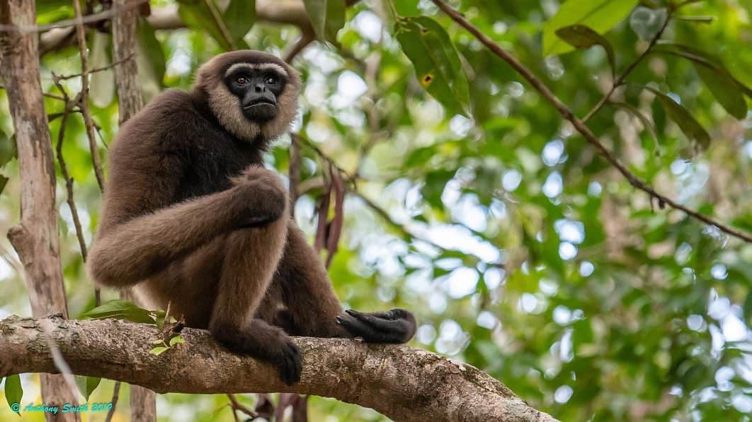 OFI Australiaさんのインスタグラム写真 - (OFI AustraliaInstagram)「Today is #EndangeredSpeciesDay. We need to celebrate the biodiversity all around us and protect our threatened and endangered species. Orangutans are critically endangered as are many species of wildlife who share their rainforest habitat. Among them the proboscis monkey with its “Jimmy Durante” nose as well as many other primate species, sun bears, clouded leopards, pygmy elephants, Sumatran tigers, mouse deer, hornbills, storm storks, many colourful birds, snakes, frogs, butterflies to name but a few! In Borneo and across Southeast Asia, wild songbirds are disappearing from the forest at an incredible speed. Much of the demand is from the rising craze for bird singing contests. This rising demand is threatening many bird species with extinction. In order to protect endangered wildlife, we need to protect their habitat by protecting and patrolling our forests. Please consider supporting OFI's Protect & Patrol program by donating at https://orangutanfoundation.org.au/the-cause/. ____________________________________ 🦧 OFIA Founder: Kobe Steele kobe@ofiaustralia.com | OFIA Patron and Ambassador: @drbirute @orangutanfoundationintl @orangutan.canada www.orangutanfoundation.org.au 🦧 🧡 🦧 #orangutan #orphan #rescue #rehabilitate #release #BornToBeWild #Borneo #Indonesia #CampLeakey #orangutans #savetheorangutans #sayNOtopalmoil #palmoil #deforestation #destruction #rainforest #instagood #photooftheday #environment #nature #instanature #endangeredspecies #criticallyendangered #wildlife #orangutanfoundationintl #ofi #drbirute #ofiaustralia #FosterAnOrangutanToday」5月15日 10時32分 - ofi_australia