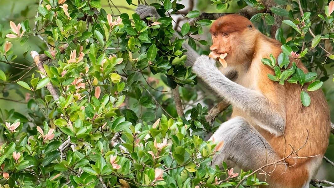 OFI Australiaさんのインスタグラム写真 - (OFI AustraliaInstagram)「Today is #EndangeredSpeciesDay. We need to celebrate the biodiversity all around us and protect our threatened and endangered species. Orangutans are critically endangered as are many species of wildlife who share their rainforest habitat. Among them the proboscis monkey with its “Jimmy Durante” nose as well as many other primate species, sun bears, clouded leopards, pygmy elephants, Sumatran tigers, mouse deer, hornbills, storm storks, many colourful birds, snakes, frogs, butterflies to name but a few! In Borneo and across Southeast Asia, wild songbirds are disappearing from the forest at an incredible speed. Much of the demand is from the rising craze for bird singing contests. This rising demand is threatening many bird species with extinction. In order to protect endangered wildlife, we need to protect their habitat by protecting and patrolling our forests. Please consider supporting OFI's Protect & Patrol program by donating at https://orangutanfoundation.org.au/the-cause/. ____________________________________ 🦧 OFIA Founder: Kobe Steele kobe@ofiaustralia.com | OFIA Patron and Ambassador: @drbirute @orangutanfoundationintl @orangutan.canada www.orangutanfoundation.org.au 🦧 🧡 🦧 #orangutan #orphan #rescue #rehabilitate #release #BornToBeWild #Borneo #Indonesia #CampLeakey #orangutans #savetheorangutans #sayNOtopalmoil #palmoil #deforestation #destruction #rainforest #instagood #photooftheday #environment #nature #instanature #endangeredspecies #criticallyendangered #wildlife #orangutanfoundationintl #ofi #drbirute #ofiaustralia #FosterAnOrangutanToday」5月15日 10時32分 - ofi_australia