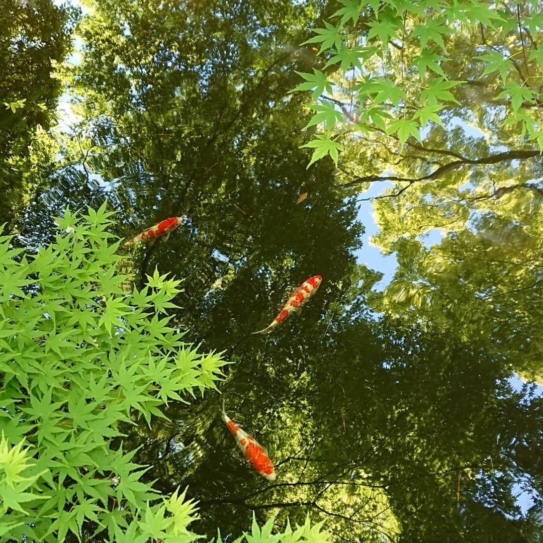 東京都庭園美術館さんのインスタグラム写真 - (東京都庭園美術館Instagram)「【臨時休館中（当面の間）】 日本庭園の池の水面が反射して水鏡となり、周囲の緑と青空を取り込んでいます。池の鯉が緑の宇宙を浮遊しているようかのような、幻想的な光景を見ることができました。 池の鯉たちは変わらず元気です。皆さまの心の癒しの一助となりますよう… #東京都庭園美術館 #東京 #旧朝香宮邸 #庭園 #日本庭園 #茶室 #新緑 #tokyometropolitanteienartmuseum #teienartmuseum #tokyo #garden #teahouse #TokyoTokyoFESTIVAL」5月15日 10時37分 - teienartmuseum