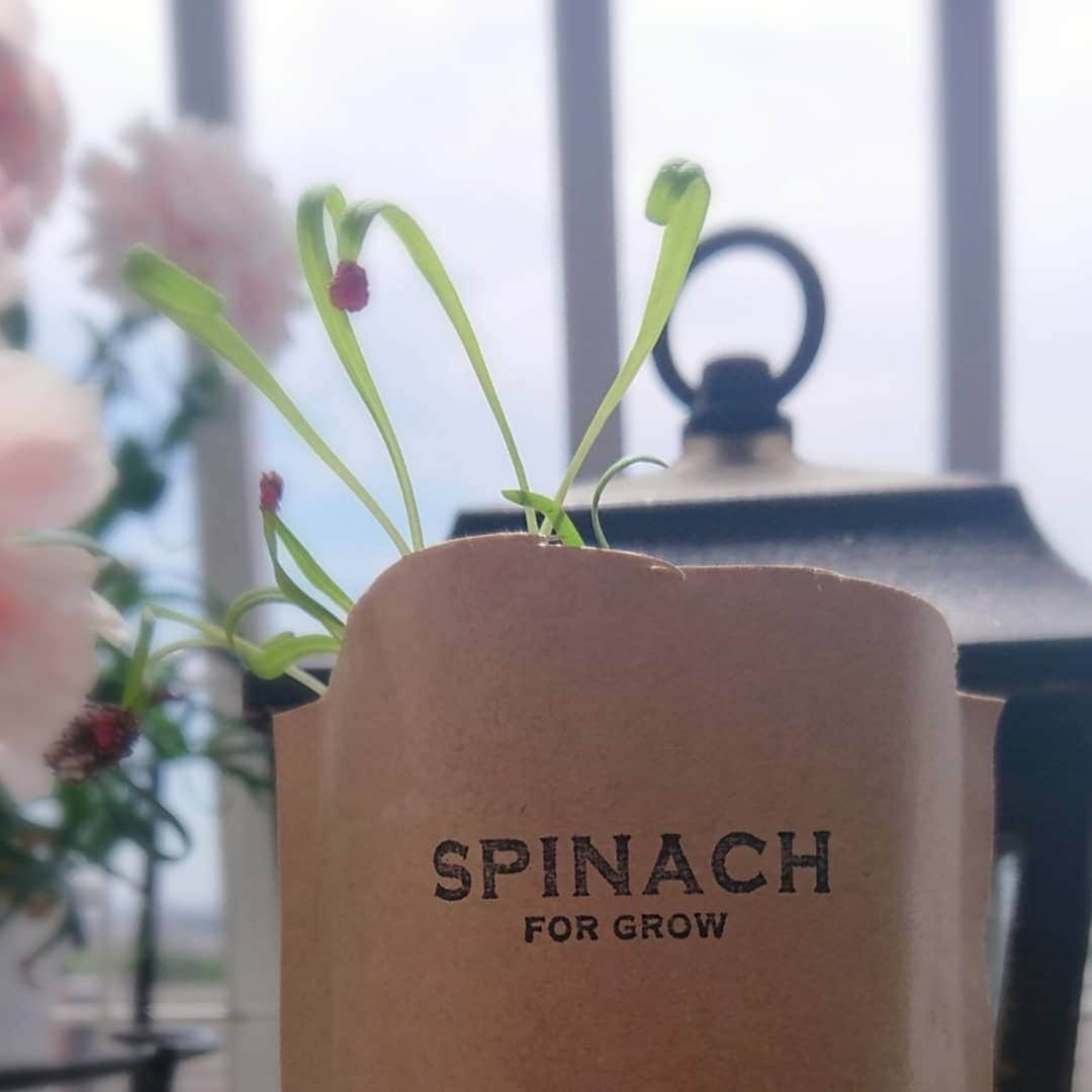 さとう珠緒さんのインスタグラム写真 - (さとう珠緒Instagram)「ほうれん草が発芽🌱  #お家時間 #みんなのSNS見て #ほうれん草 #Spinacia #発芽 #Spinach #ベランダ菜園 #良い１日を」5月15日 10時41分 - tamao_satoh