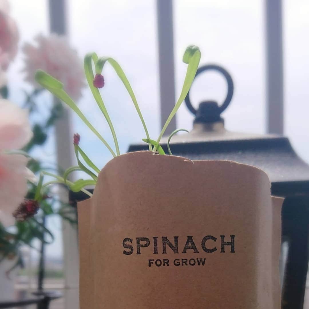 さとう珠緒のインスタグラム