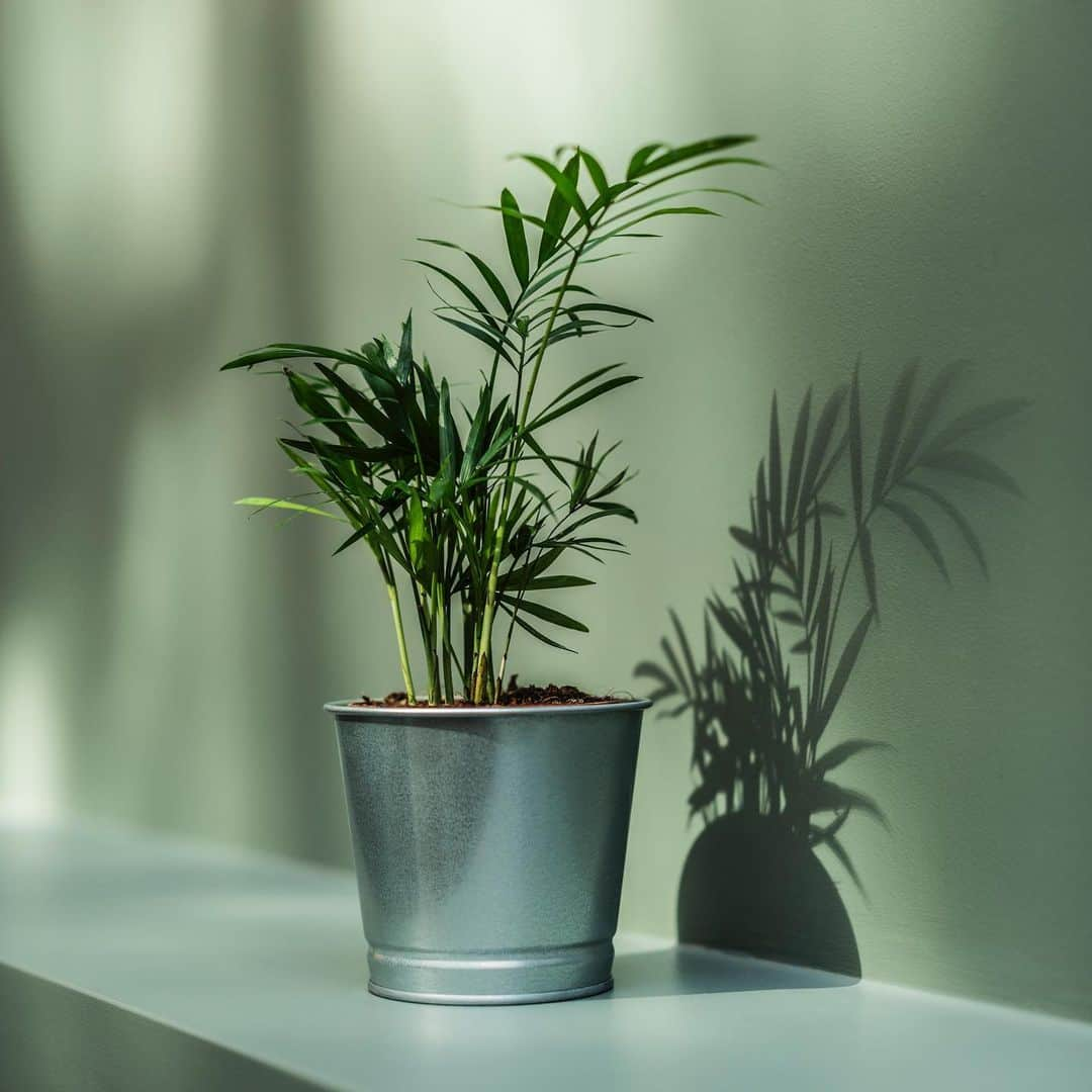 IKEA JAPANさんのインスタグラム写真 - (IKEA JAPANInstagram)「気持ちのよい季節、グリーンを育ててリフレッシュ🌱﻿ ﻿ 輝き出した自然の美しさを家にも取り入れましょう。﻿ 新鮮なグリーンと土に触れることで、気持ちも充実するはず。﻿ ﻿ #イケア #IKEA #ikeajapan #stayhome #おうち時間 #家でイケアとできること #ガーデニング #グリーンのある暮らし #グリーン #植物 #じょうろ」5月15日 11時00分 - ikeajapan