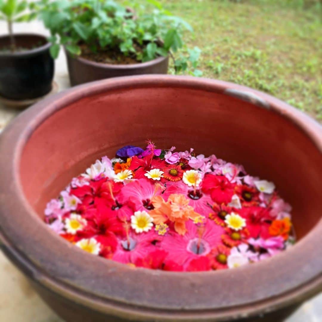 田中律子さんのインスタグラム写真 - (田中律子Instagram)「ずいぶん前に買ってた瓶を引っ張り出して、お水をはって、お花アート🌼🌸🌺 沖縄は、お花がたくさん咲いてます💛花瓶に飾るのも好きだけど、テラスでサンセット見ながら、ビール🍺飲むのに、テラスも気持ちよくしないとね🥂  来週は台風くるし、ずーっと雨予報だから、今日は太陽を楽しもう💛  #okinawajapan  #mysweethome  #beachlife🌴  #beachlifestyle  #mylife  #flowers  #stayhome」5月15日 11時27分 - ri2kotanaka