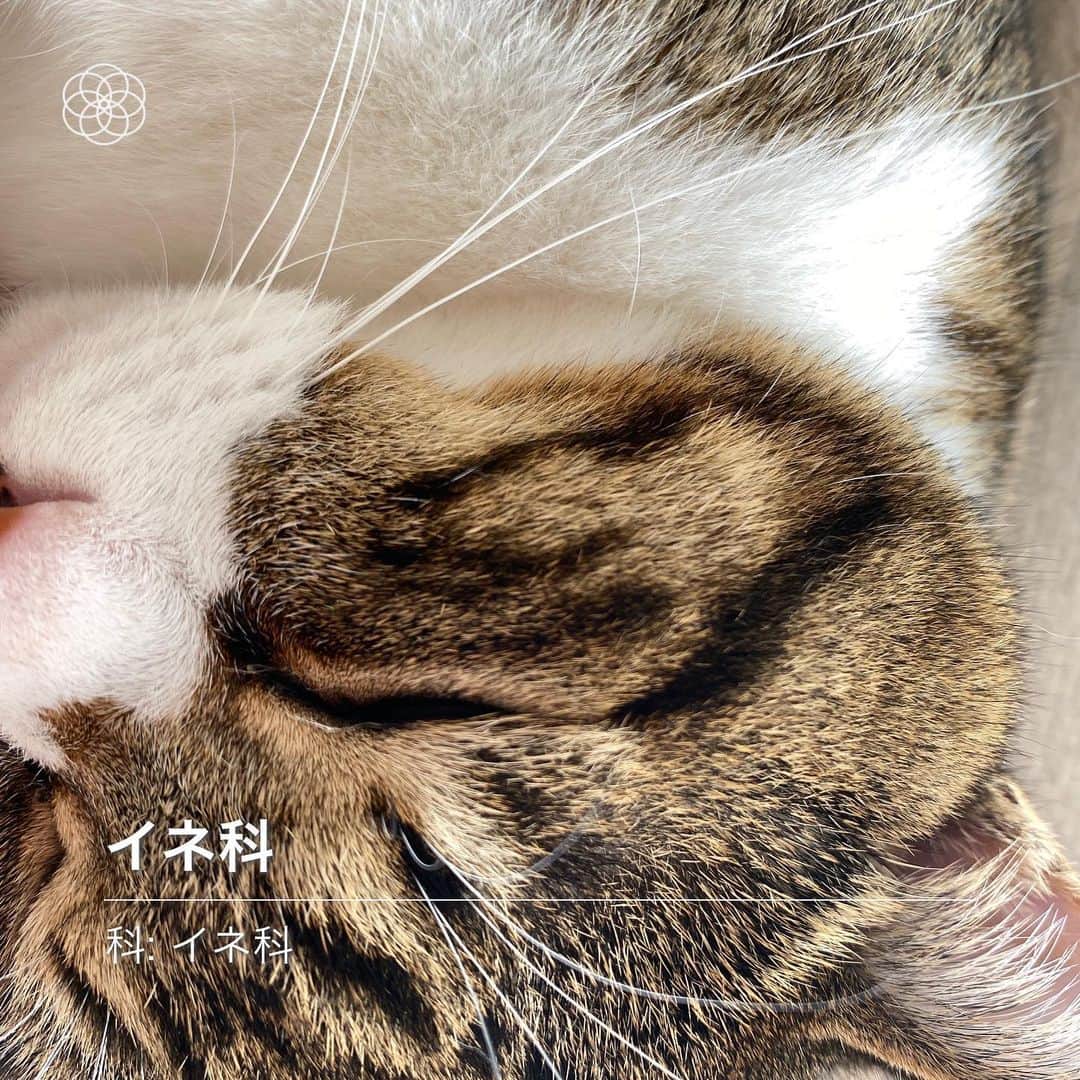 野本かりあのインスタグラム：「流行りのハナノナやってみた。 草花の名前は出ず。『イネ科』という大きなカテゴリーに判定されました。ルカイネ科。 #lukarly #catsofinstagram #にゃんすたぐらむ #ハナノナ」