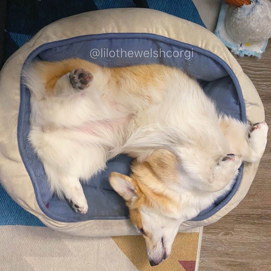 Liloさんのインスタグラム写真 - (LiloInstagram)「You think you’re flexible... wait til you see this woof!」5月15日 12時00分 - lilothewelshcorgi