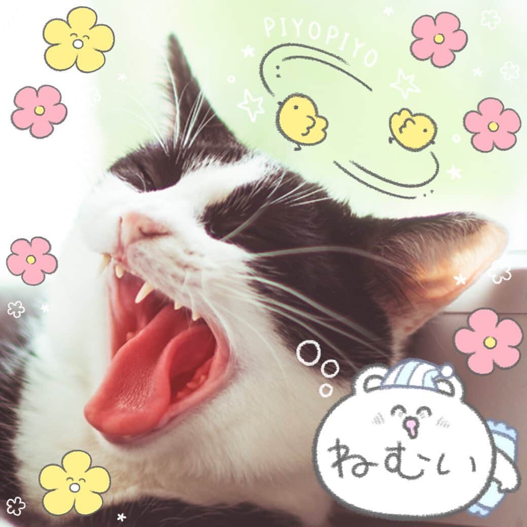 のインスタグラム：「Add some fun to your photos with these Yurukuma comic-style stamps! 🤗🐻💬 . #linecamera #lineカメラ #라인카메라 #マンガ #漫画 #漫画風 #コミック #comic #comics #manga #くま #bear #キャラクター #character #illustration #イラスト #手書き #手描き #handwriting #加工 #写真加工 #可愛い #kawaii #スタンプ #ステッカー #stickers #sticker #stamp #stamps」