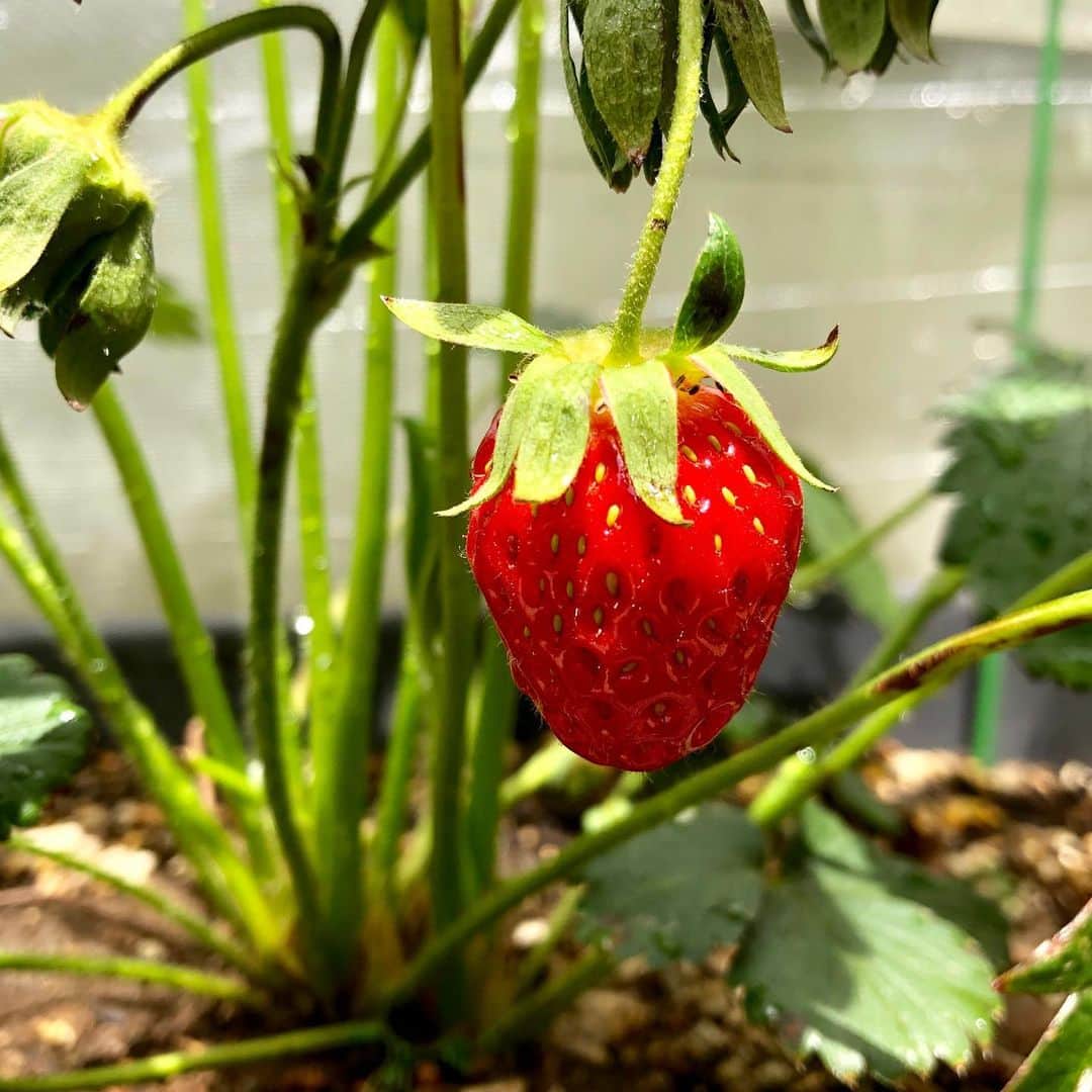 雨月衣のインスタグラム：「食べごろ 収穫 ベランダ🍓」