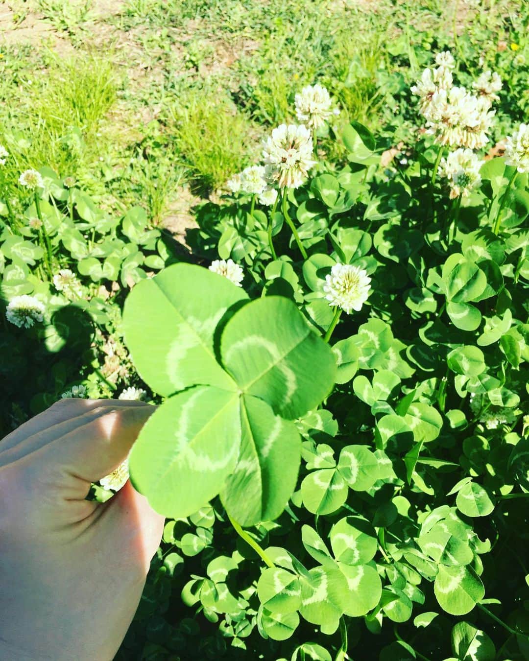 小橋めぐみのインスタグラム：「密の中から 見つけた幸せ🍀」