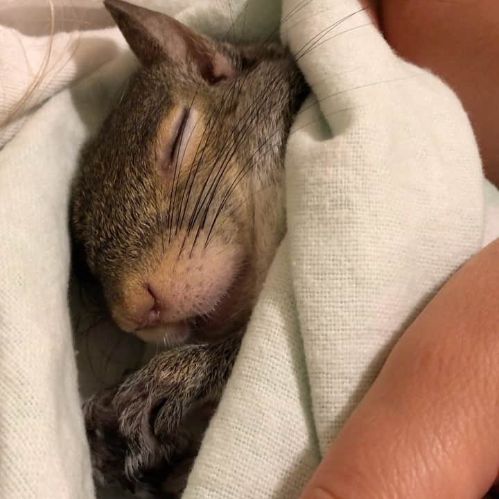 のインスタグラム：「🔈Squirrel Dreams ⁣ ⁣ ⁣ ⁣ #petsquirrel #squirrel #squirrels #squirrellove #squirrellife #squirrelsofig #squirrelsofinstagram #easterngreysquirrel #easterngraysquirrel #ilovesquirrels #petsofinstagram #jillthesquirrel #thisgirlisasquirrel #squirrelsleeping #sleepingsquirrel」