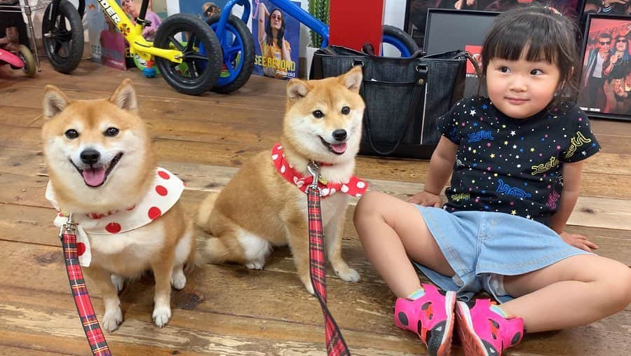 豆柴 サニーちゃんさんのインスタグラム写真 - (豆柴 サニーちゃんInstagram)「. . HELLO〜こんにちわんわん🐻🐶👧🏻 . 昨日は、パパのお友達のメガネ屋さん 大須にある【吉粋~kissui~】さん @kissui_nagoya_osu に メガネの調整に行ってきたよ〜👓 . 看板娘のあんなちゃん👧🏻とは 去年の12月に会って以来の5ヶ月ぶり✨ . あんちゃんもラムちゃんも すっかり大きくなりました☺️ あんちゃん天真爛漫で可愛い〜💕 . あんちゃんの愛車はベントレー😆 サニちゃんはフェラーリだよね！って ガールズトークしてました🐻👧🏻 . . 大須に遊びに来た時には ぜひ寄ってみてね🕶👓 . . #大須 #吉粋 #天真爛漫な女の子 #可愛い💕 #5ヶ月ぶりの再会 #愛車はベントレー #愛車はフェラーリ #セレブ . #柴犬#豆柴 #赤柴#豆柴子犬 #まめしば#いぬのきもち#ふわもこ部 #サンデイ#サンデイいぬ組#anicas#shiba_snap #shibainu#shiba#mameshiba#shibastagram #mameshibapuppy#shibapuppy #豆柴サニーちゃん#豆柴ラムちゃん#さにらむたん #さにらむ2020#シマホスマイル」5月15日 12時32分 - sunny_rei_32