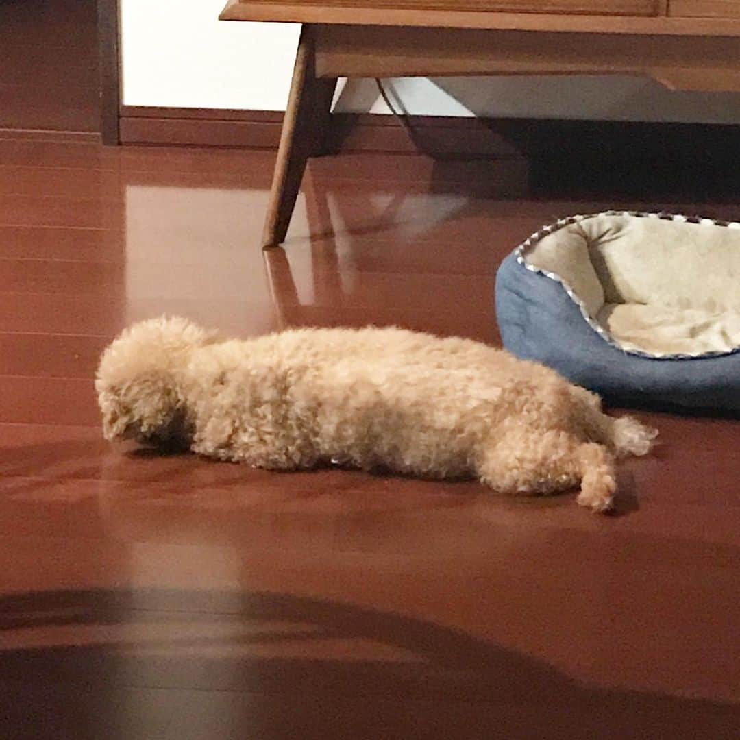 中村秀香のインスタグラム：「今日も愛犬に癒されています✨ .  ただ、なぜか可愛い瞬間を撮ることができません…😅 （本当はもっと可愛いと、飼い主は思っています…）」