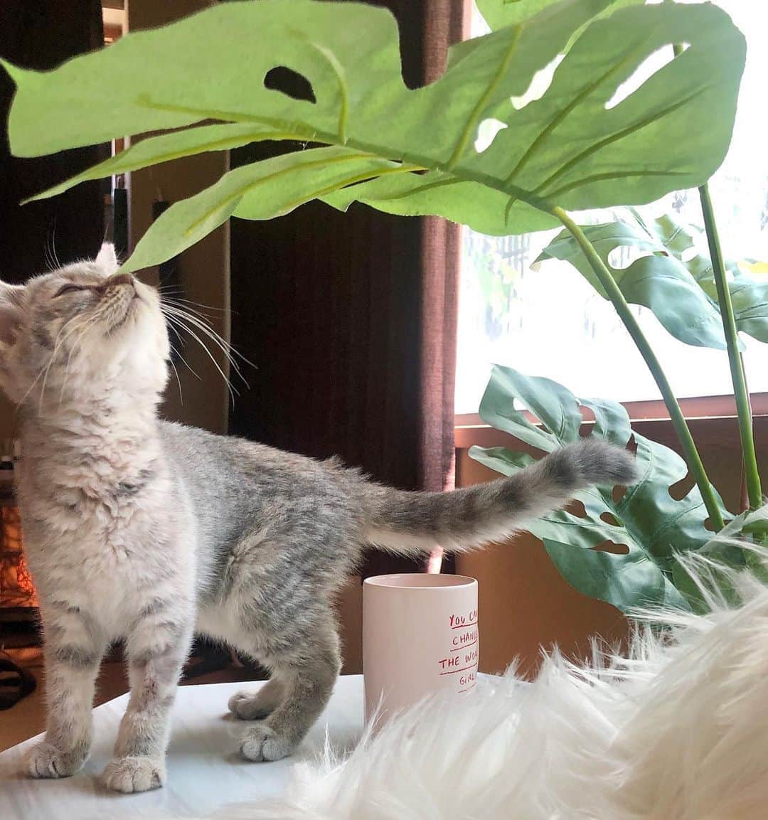 咲和希さんのインスタグラム写真 - (咲和希Instagram)「この首回りのモフモフしてるのがたまらない😭❤️ . #保護猫　#アメリ」5月15日 18時15分 - kazukiy21