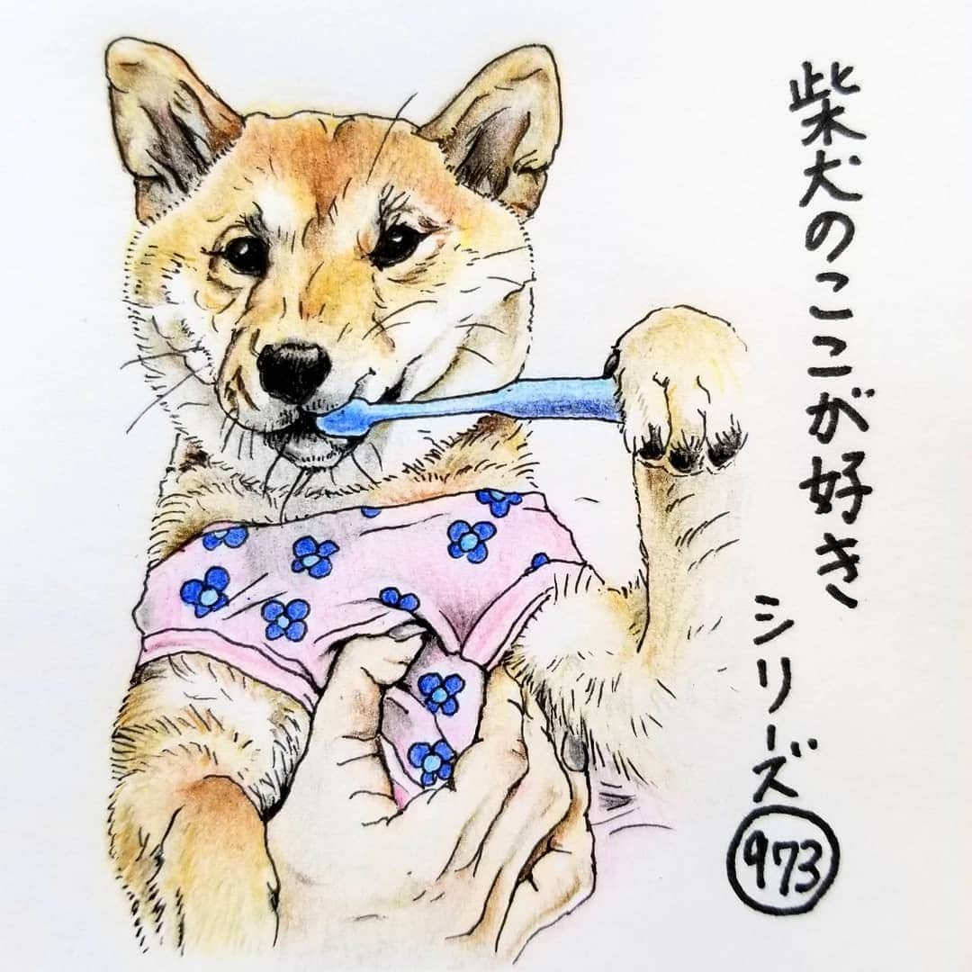 ハナとソラさんのインスタグラム写真 - (ハナとソラInstagram)「* #ここ柴部 『柴犬のここが好きシリーズ973』 ご主人が持っているものを 自分で持ちたがるとこ。 自分で歯磨きしてるみたいに見えるね😊  は～み～が～き じょうずかな🎶 * モデルは @komachi._.angel さんとこのこまちちゃんです💕 * #柴犬のここが好き #favoritepartsofshibainu #illustration #illustgram #drawing #dogart #shibastagram #shibainu #colorpencil #柴犬 #イラスト #しばすたぐらむ #いらすとぐらむ #歯磨き #はみがきじょうずかな #色鉛筆 #柴公園イラスト」5月15日 13時21分 - nsdikm_hanasora