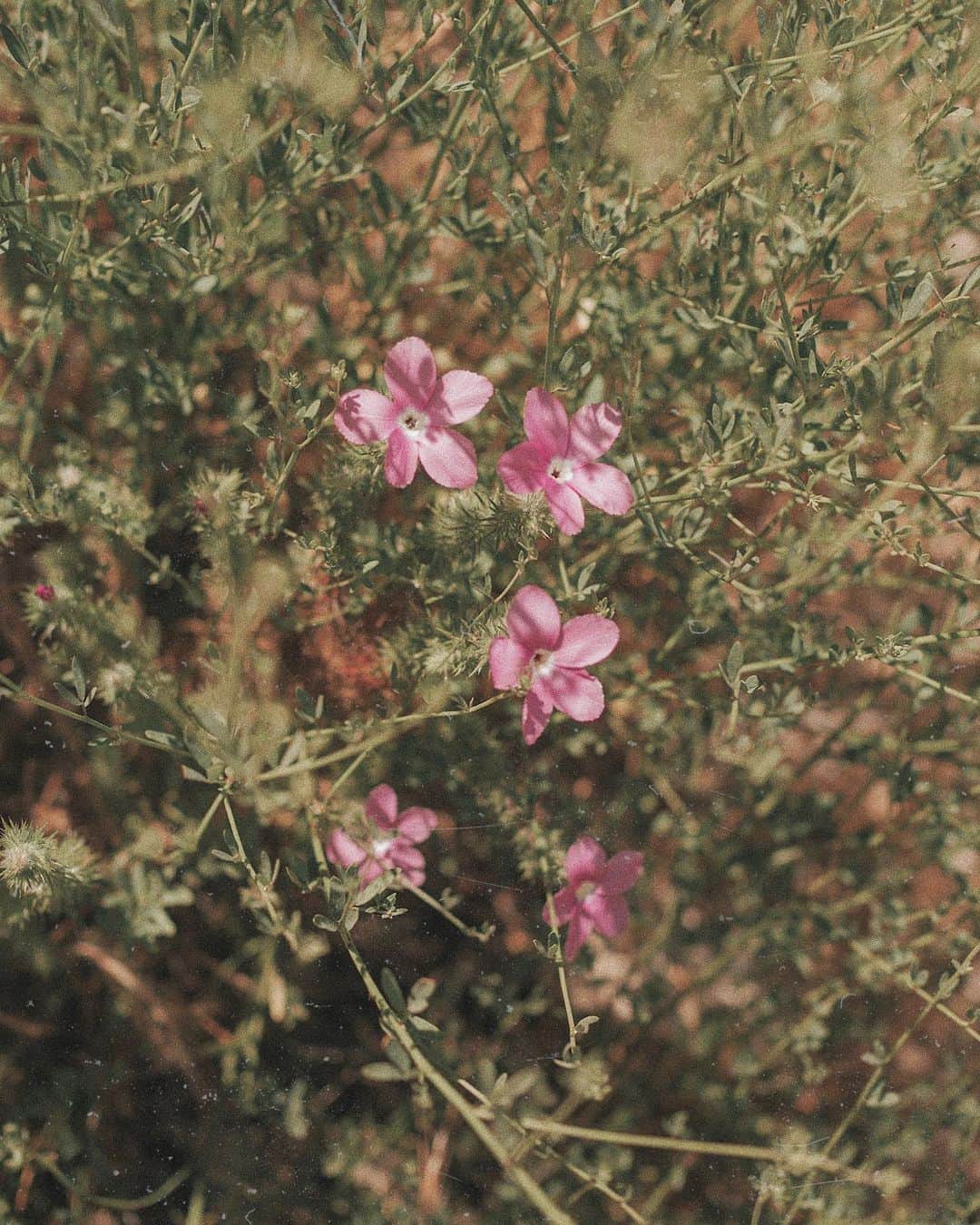 W E Y L I Eのインスタグラム：「“Look deep into nature, and then you will understand everything better” - Albert Einstein 🌸」