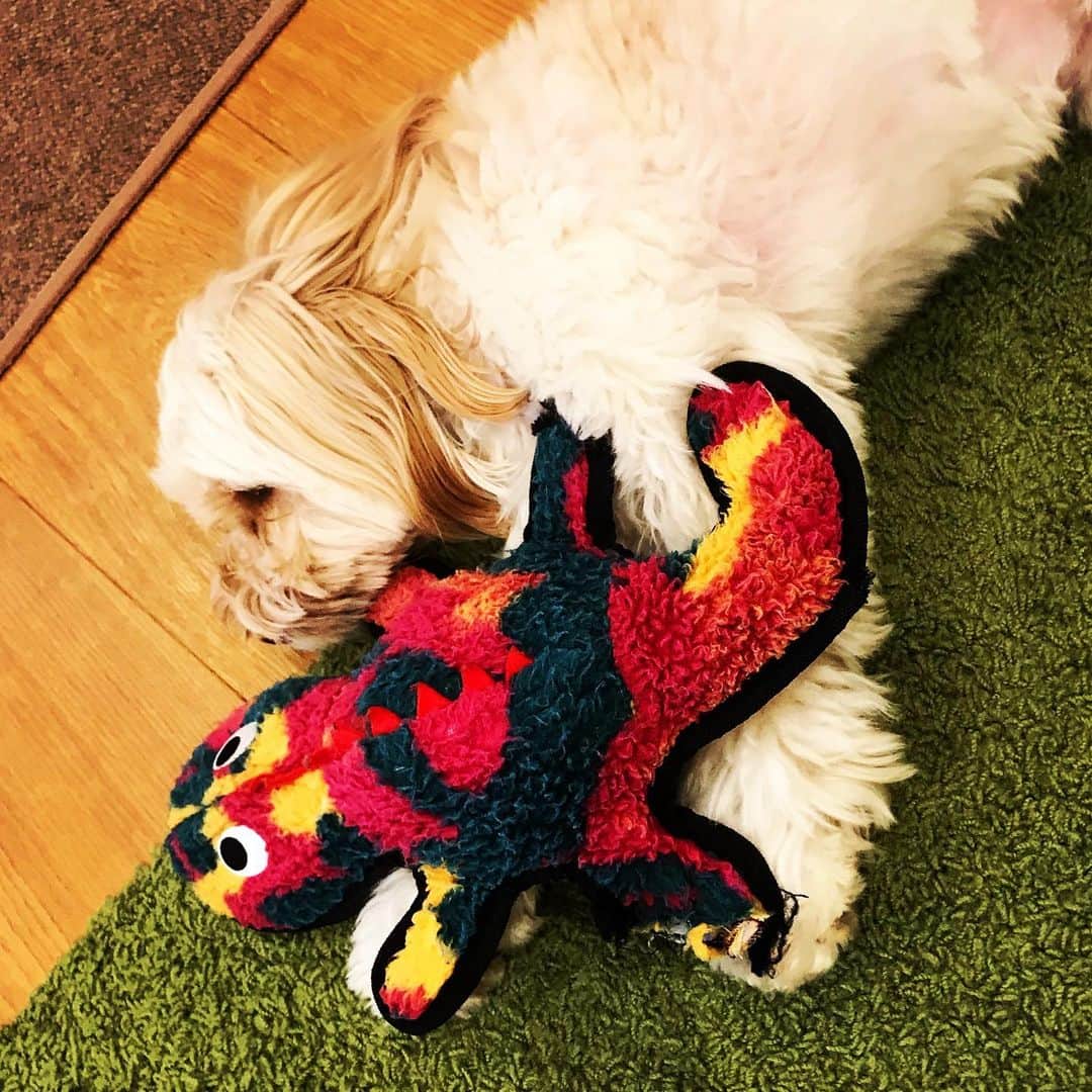 北山陽一のインスタグラム：「おもちー。ごはんたべなよー。#きたやまおもち」