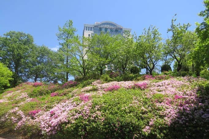 のインスタグラム：「Campus Seasonal Photos May ❸ 丹木の歳時記　皐月❸ ⑴ Central tower・本部棟 ⑵ Dogwood・花水木(ハナミズキ) ⑶ Yellow magnolia・黄木蓮(キモクレン) ⑷ Magnolia sieboldii・大山蓮華(オオヤマレンゲ) ⑸ Japanese snowball・大手鞠(オオデマリ) ⑹ Spirea・小手毬(コデマリ) ⑺ Japanese horse chestnut・栃(トチ) ⑻ Red horse chestnut・紅花栃の木(ベニハナトチノキ) ⑼ Japanese bird cherry・上溝桜(ウワミゾザクラ) ⑽ Crataegus laevigata・赤花山査子(アカバナサンザシ) #discoversoka #sodaigram #sokauniversity #hachioji #tokyo #japan #campus #university #nature #environment #may #spring #fourseasons #beautiful #創価大学 #八王子 #東京 #キャンパス #大学 #５月 #皐月 #春 #四季」