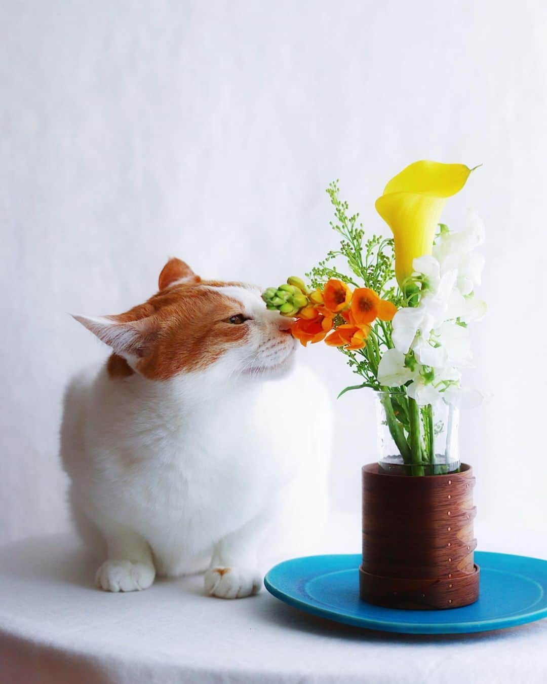のインスタグラム：「・ ・ お花っていいね…🌼 ・  外出し難いこんな時だから ポストに届くお花が嬉しい  Thanks ❤︎ @medelu_official  先着10名様限定の 初回80％OFFクーポンコード を発行していただきました クーポンコード👉🏻 0T7G 👈🏻 ・  毎週または隔週で アレンジされたお花が届く 定期便 #medelu さんは 明治から100年以上続く企業の スタッフさんが手掛けるサービスで 品質と鮮度が素晴らしいので是非…😌 ・ ・ ・  #暮らしにフレッシュな彩りを😽 #flowers #flower  #flowerstagram  #flowerpower  #花のある暮らし」