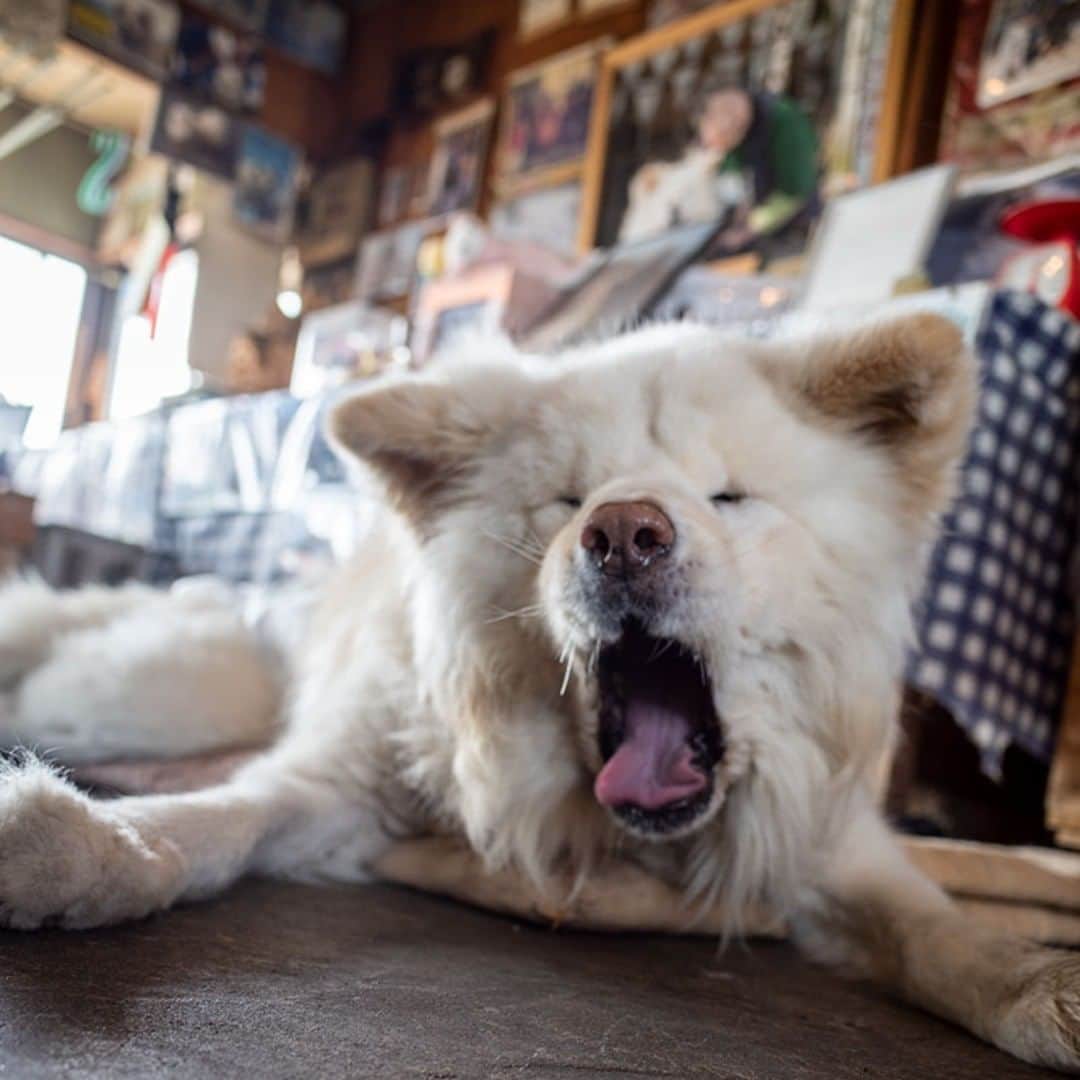 のインスタグラム：「Just this morning. 新緑の 香りに目覚め 薬飲む  #busakawa #longhair #longcoat #akita #akitainu #dog #wasao #ぶさかわ #長毛 #秋田犬 #わさお」