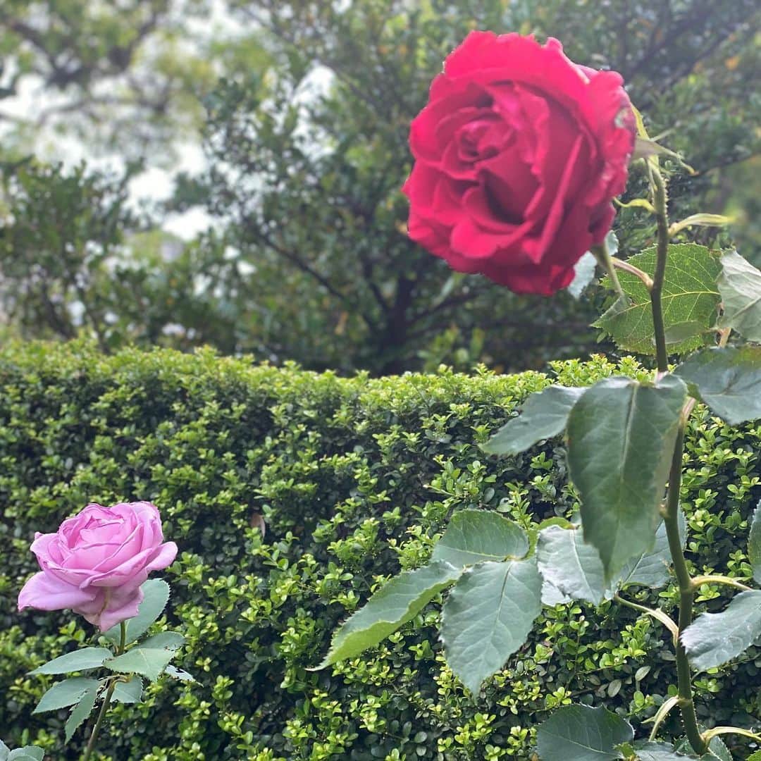 牛窪万里子さんのインスタグラム写真 - (牛窪万里子Instagram)「庭の薔薇がまた大きく咲きました(^^) #薔薇 #バラ #rose #バラが咲いた #beautiful」5月15日 14時55分 - mariko_ushikubo