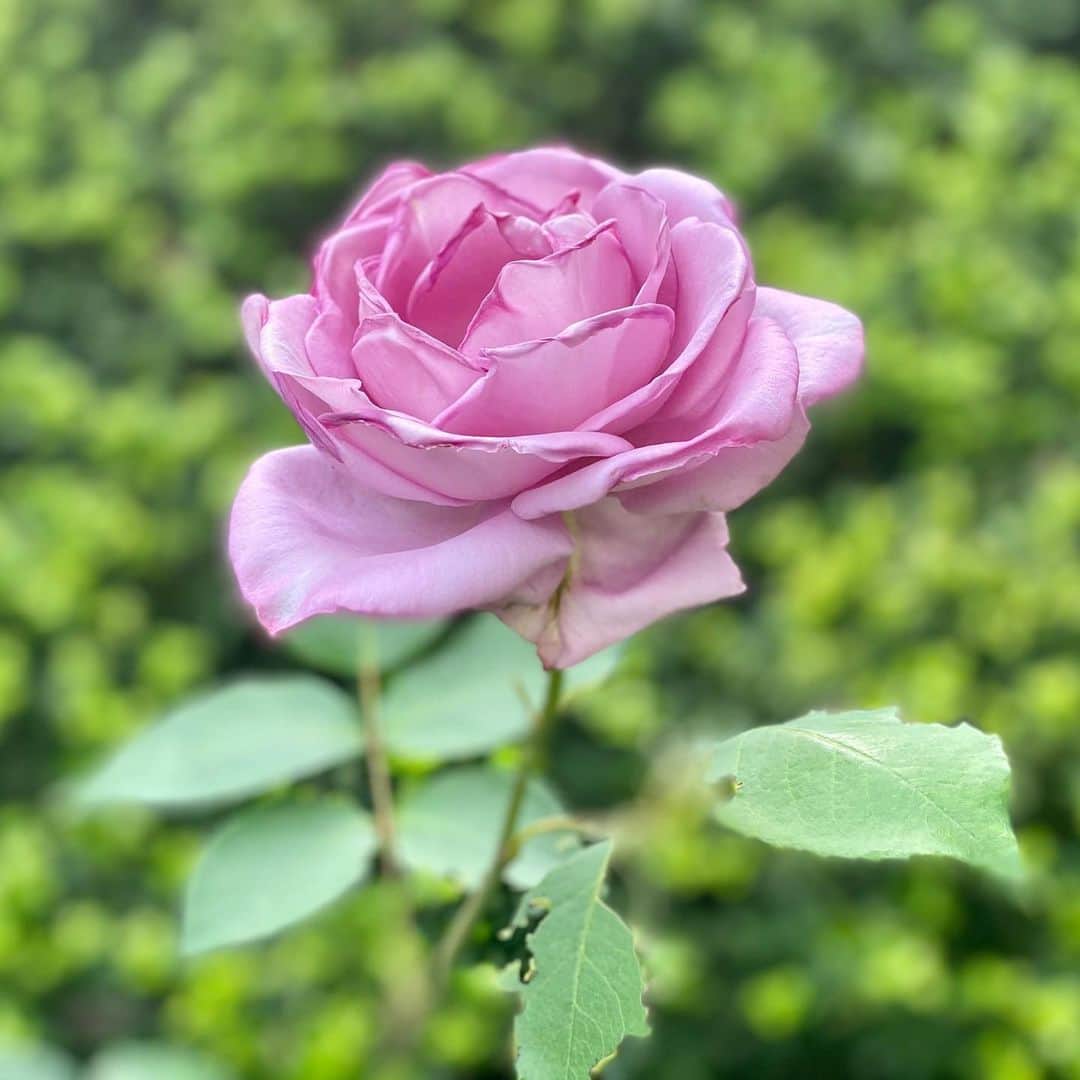 牛窪万里子さんのインスタグラム写真 - (牛窪万里子Instagram)「庭の薔薇がまた大きく咲きました(^^) #薔薇 #バラ #rose #バラが咲いた #beautiful」5月15日 14時55分 - mariko_ushikubo