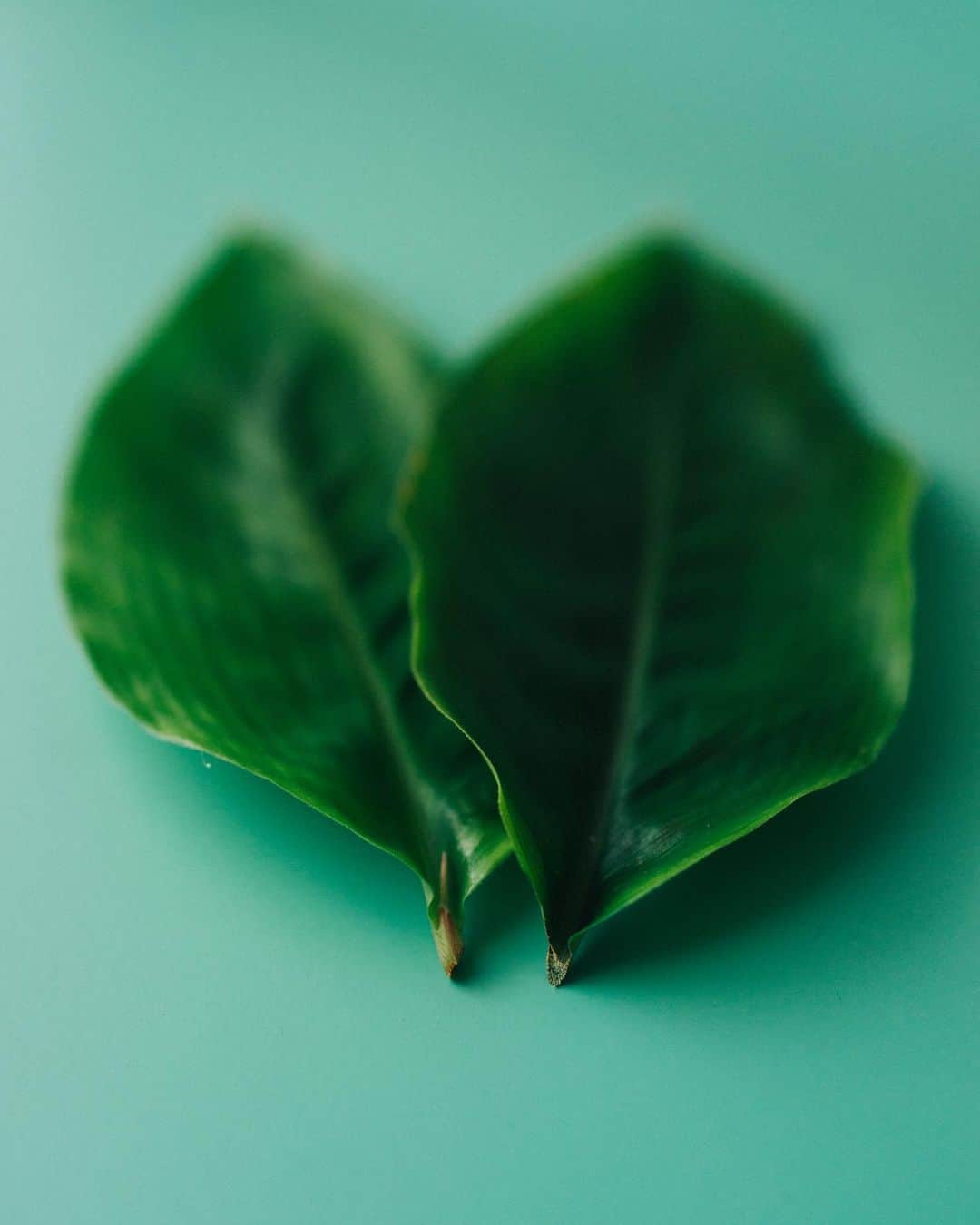 林響太朗さんのインスタグラム写真 - (林響太朗Instagram)「#green #naeme #苗目 #photography #sonyrx1r」5月15日 15時07分 - kyotaro_photo