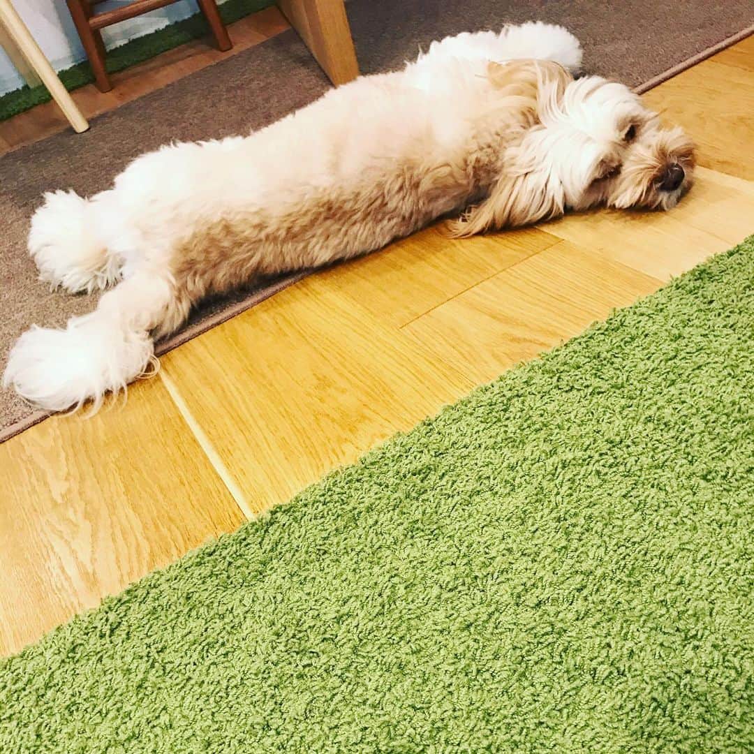 北山陽一のインスタグラム：「ねえおもちごはん。#きたやまおもち」