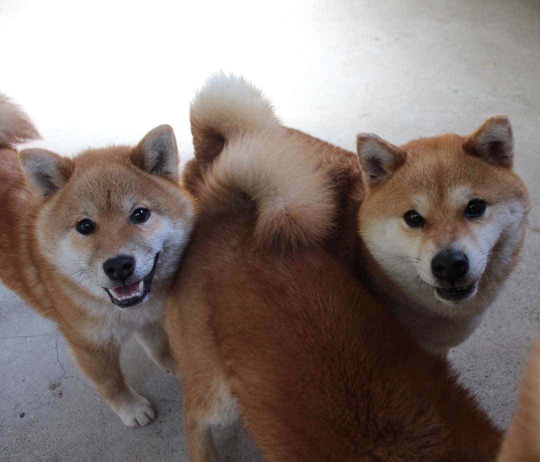 柴犬たま Shibainu Tamaさんのインスタグラム写真 - (柴犬たま Shibainu TamaInstagram)「ミケママとコイちゃん🐶🐶﻿ シルエット同じやん😆﻿ ﻿﻿﻿ Caption trans🇬🇧﻿﻿﻿ Meekeh and Koi🐶🐶 Their contours matched😆﻿ ﻿﻿﻿ #たま家族 #柴犬ミケ #ミケママ #柴犬コイ #笑顔 #似た者親子 #瓜二つ #かなりひし形 #ふわもこ﻿ #柴犬 #shiba #shibainu #shibastagram #犬 #dog #柴犬子犬 #子犬 #shibapuppy #shibainupuppy #puppy #多頭飼い」5月15日 15時14分 - tama7653