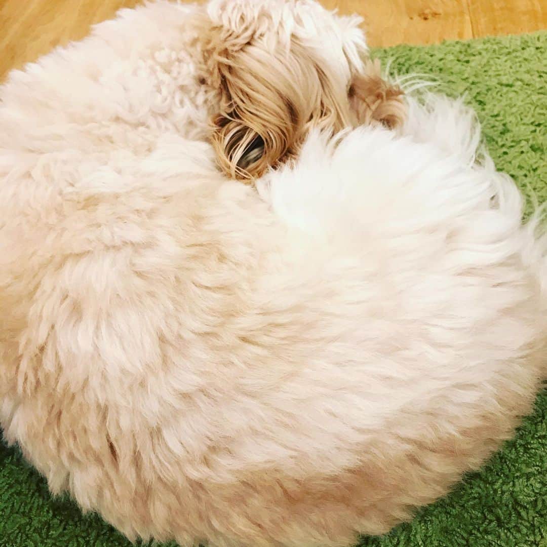 北山陽一のインスタグラム：「ごはん… #きたやまおもち」