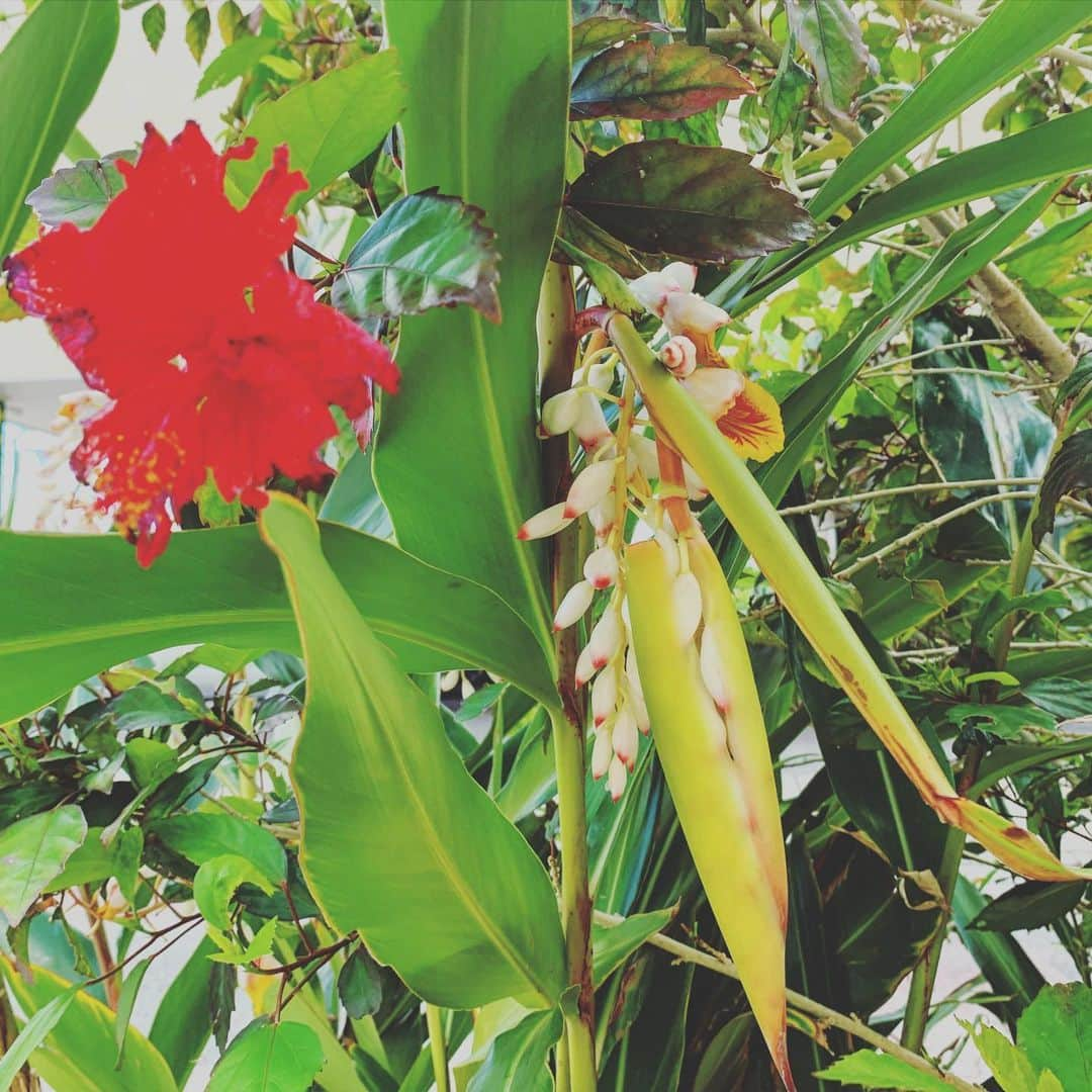 福田朋夏さんのインスタグラム写真 - (福田朋夏Instagram)「家の前の月桃の花のつぼみ。何かとうもろこしみたいで可愛い🌽✨ #okinawa #月桃」5月15日 15時37分 - tomoka_fukuda