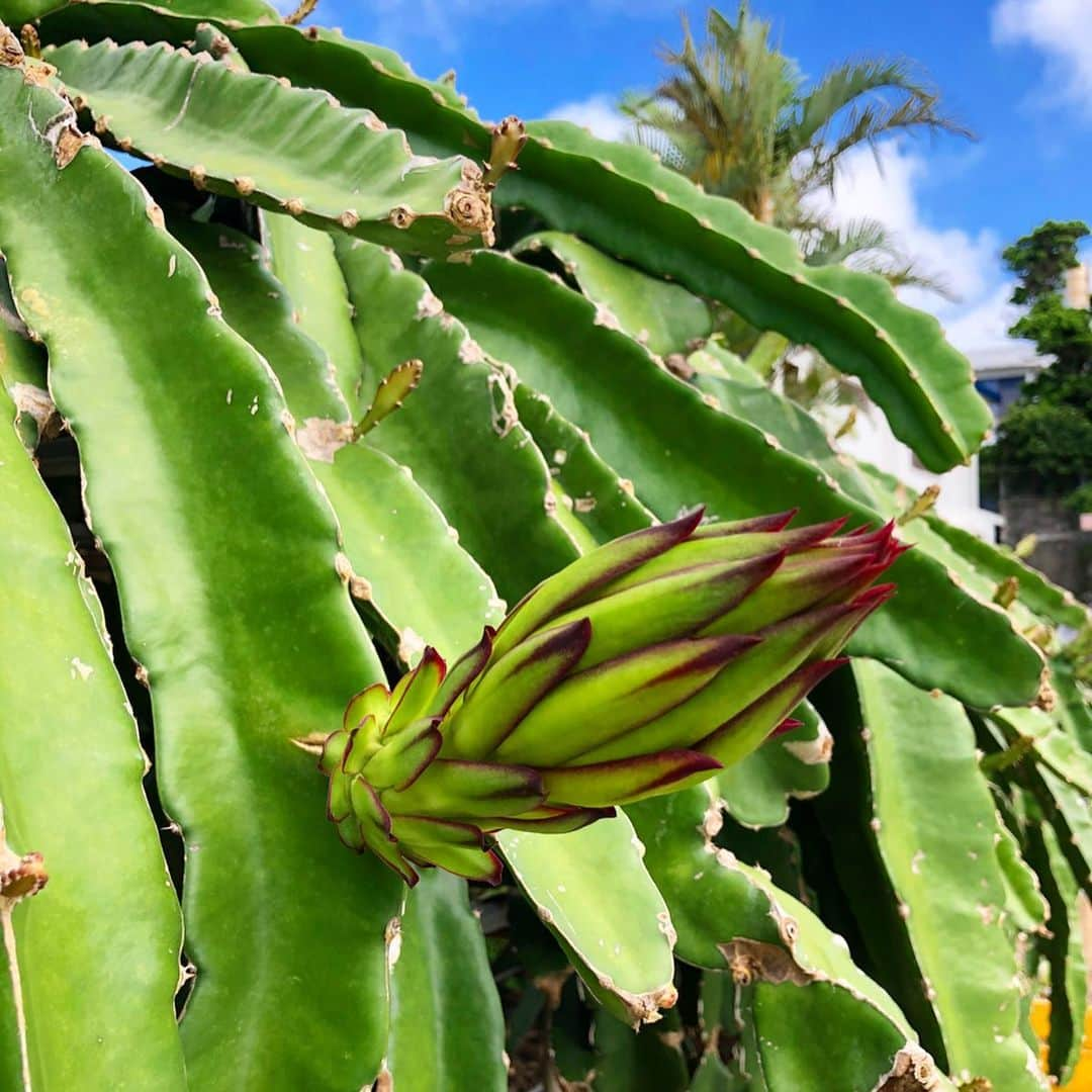 田中律子さんのインスタグラム写真 - (田中律子Instagram)「グァバ、←沖縄ではバンシルゥ💛の花と、実。 3枚目は、ドラゴンフルーツのつぼみ💛 梅雨入り中の貴重な晴れ🌞  裏のおじーが育ててるフルーツが、今年は大量に収穫できそう🤩グァバ酒を作ろう💛泡盛で漬けるかねー💛早く熟さないかなー、楽しみすぎる🌞←おじーが育ててるんだけどね😂私はおすそ分けしてもらうだけなんだけどね🤣  #okinawajapan  #beachlife🌴  #guava  #fruits  #フルーツ大好き  #グァバ酒作りたい #ドラゴンフルーツ  #おじーの畑」5月15日 15時36分 - ri2kotanaka