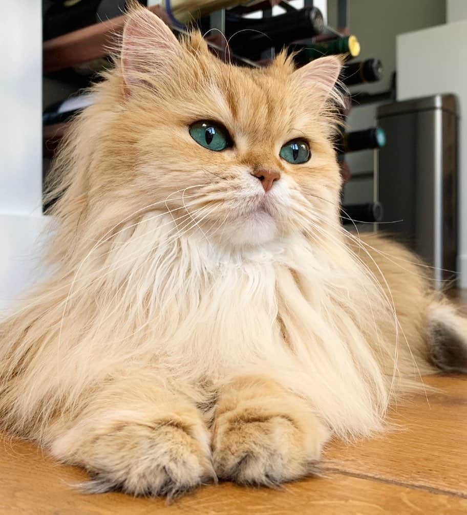 のインスタグラム：「A lioness in her natural habitat.」