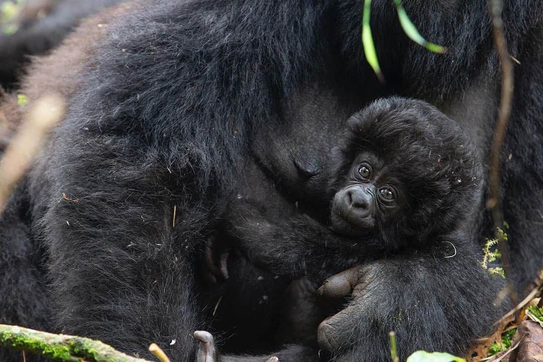 エレン・デジェネレスさんのインスタグラム写真 - (エレン・デジェネレスInstagram)「Happy #EndangeredSpeciesDay! Let’s save gorillas.  #repost @theellenfund ・・・ Happy Endangered Species Day! We’re proud of the work we and our partners have done to help gorillas. Thank you for supporting us. #EndangeredSpeciesDay 📷:Michael Lorentz」5月16日 3時05分 - ellendegeneres