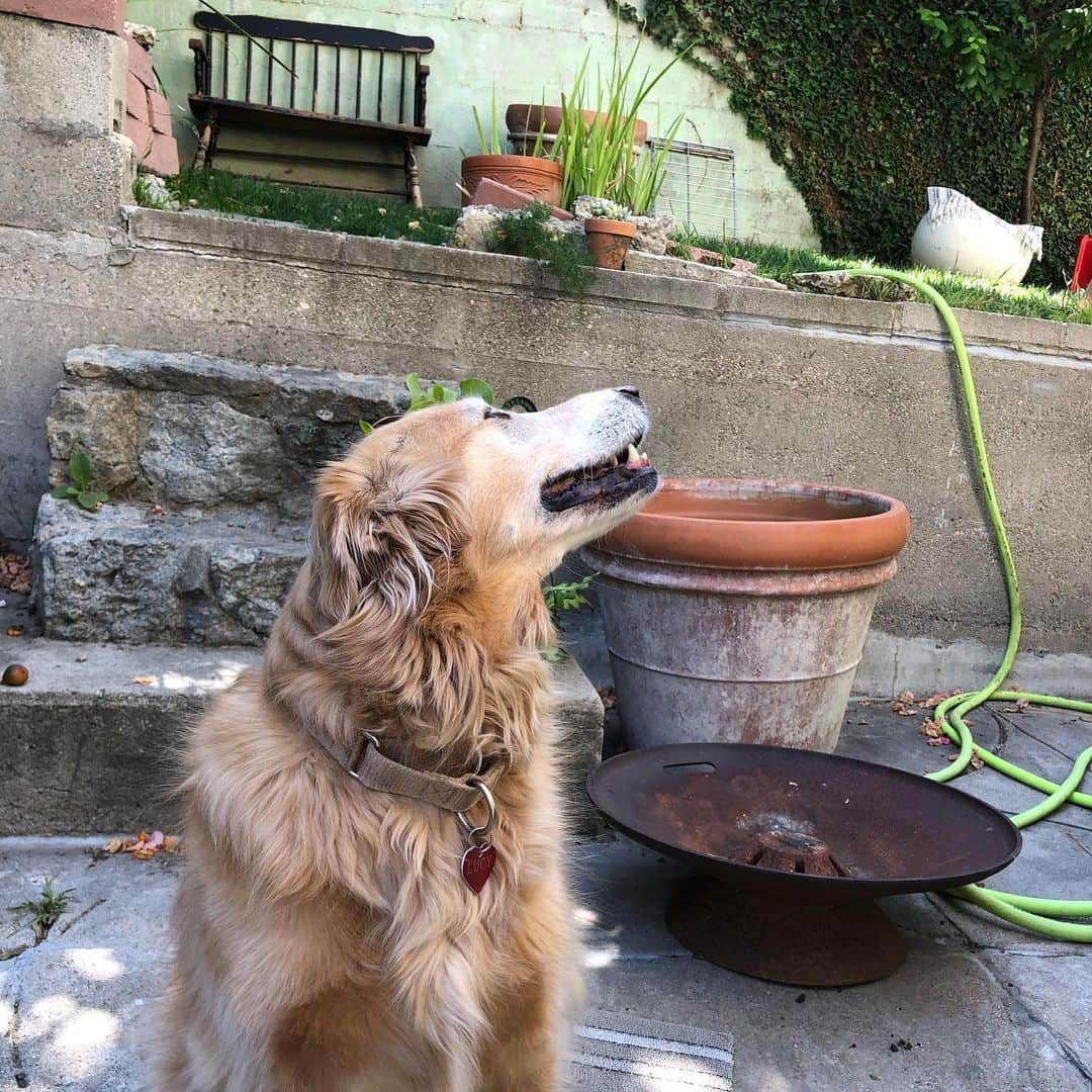 クリスティン・ウッズさんのインスタグラム写真 - (クリスティン・ウッズInstagram)「Some delightful pictures of Goo in the back yard to put a little pep into your Friday 🌺🌱🌵🌿🌻」5月16日 3時11分 - trickybear