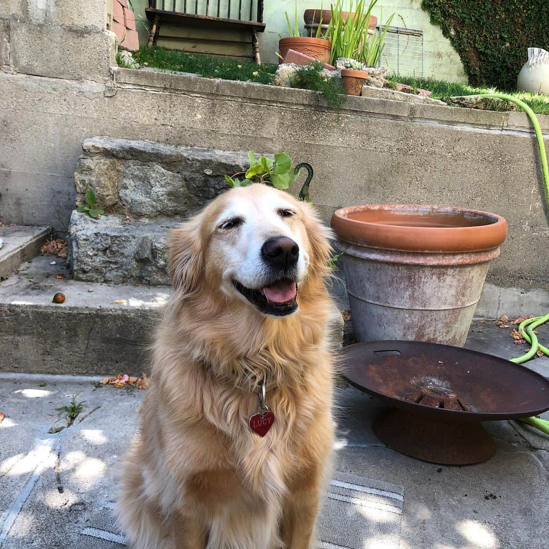 クリスティン・ウッズさんのインスタグラム写真 - (クリスティン・ウッズInstagram)「Some delightful pictures of Goo in the back yard to put a little pep into your Friday 🌺🌱🌵🌿🌻」5月16日 3時11分 - trickybear