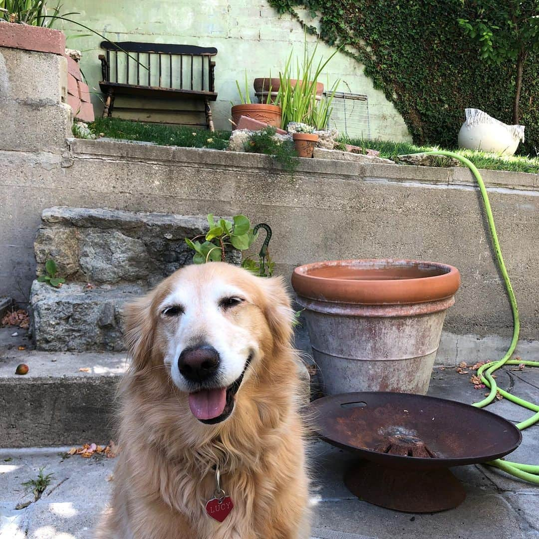 クリスティン・ウッズさんのインスタグラム写真 - (クリスティン・ウッズInstagram)「Some delightful pictures of Goo in the back yard to put a little pep into your Friday 🌺🌱🌵🌿🌻」5月16日 3時11分 - trickybear