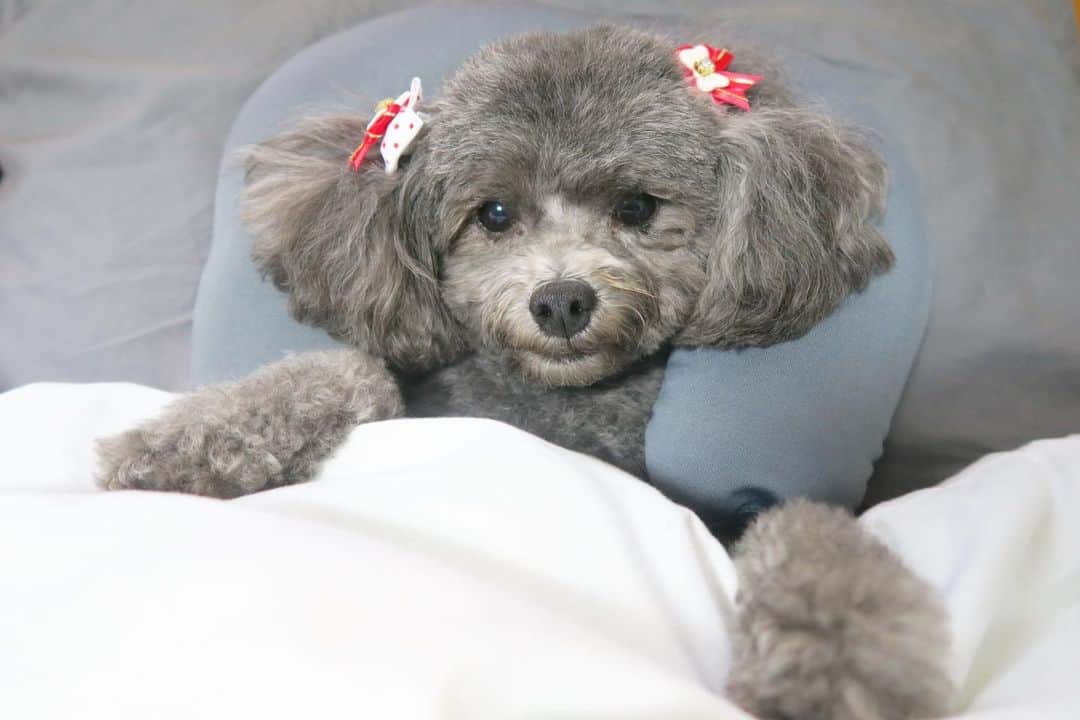 Mai Wakimizuさんのインスタグラム写真 - (Mai WakimizuInstagram)「枕(人間用のネックピロー)にお布団までかけられ、好き放題に遊ばれるカプリ♡笑 でも悪くはなさそう♡ #愛犬カプリ#トイプードル」5月15日 18時17分 - wakkin__m