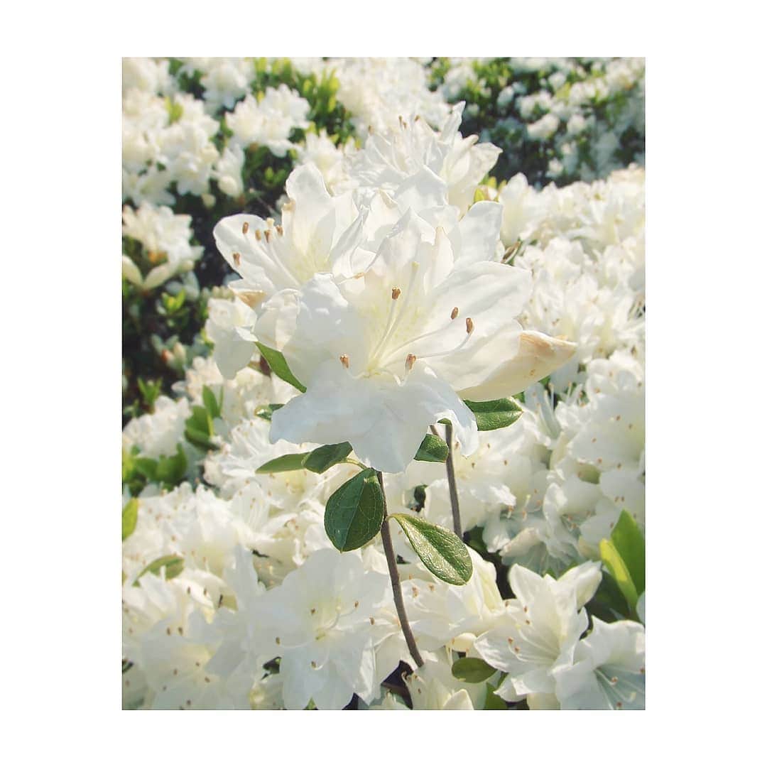 花村怜美さんのインスタグラム写真 - (花村怜美Instagram)「#躑躅 #ツツジ #花 #植物 #自然 #azalea #flower #flowers #flowerstagram #nature #plants」5月15日 18時30分 - satomi_hanamura