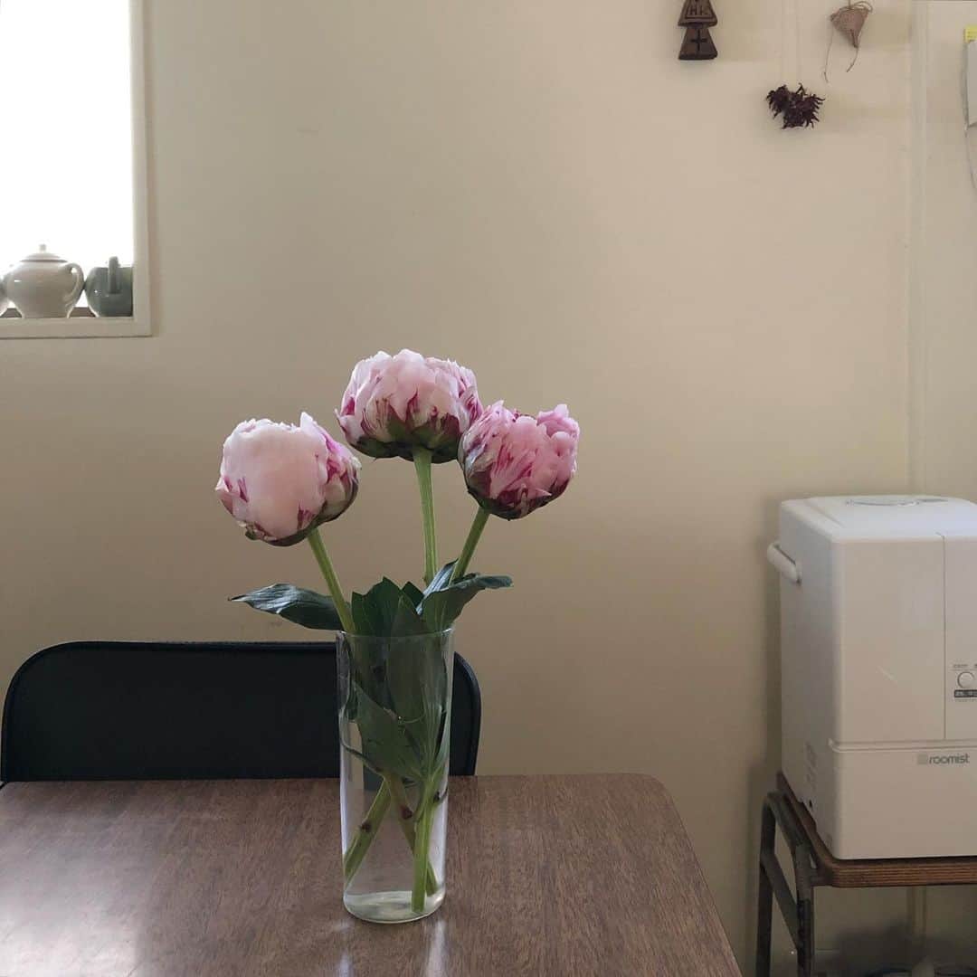井山三希子さんのインスタグラム写真 - (井山三希子Instagram)「一昨日に買った芍薬 今回は開花が速すぎる〜  お花屋さんに「前回の芍薬、咲かせなかった」と言ったら、申し訳なさそうにポイントと多目に押して下さった 報告のつもりがクレマーになってしまった…汗  でも、開花は美しくて嬉しい。」5月15日 19時27分 - nikoyagi