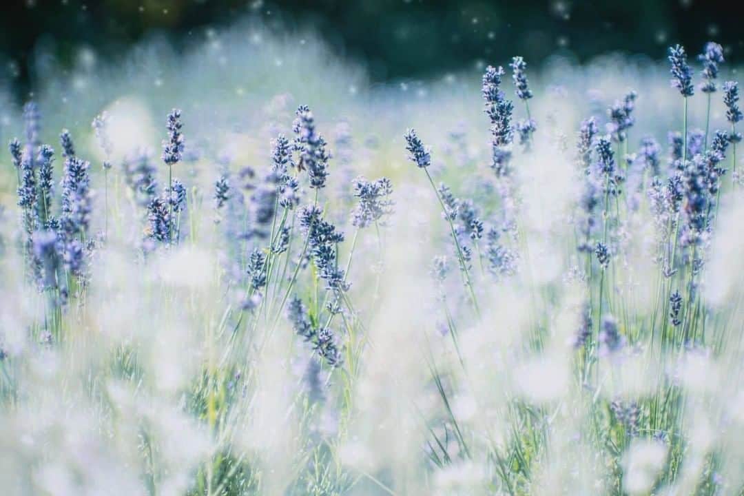 花の写真館のインスタグラム：「Photo by @coregraphy_yo.⠀ https://instagram.com/coregraphy_yo/⠀ .⠀ Original Post[投稿いただいたURL]⠀ https://www.instagram.com/p/BzLOzTJAEDM/⠀ .⠀ 本アカウントは、 #私の花の写真 をつけてInstagramに投稿された皆さまの花の写真や、「花の写真館」Facebookページで投稿された花の写真を紹介します。⠀ 「花の写真館」Facebookページは、「 @floral.photograph 」のプロフィールにあるURLからご覧ください。⠀ .⠀ ※日本政府により緊急事態宣言が発令されました。 皆様、政府、自治体など公的機関の指示に従った行動をお願いします。⠀ 東京カメラ部および分室では、写真を「見る楽しみ」を提供することを通して、微力ながら皆様にわずかな時間でも癒しをお届けしたいと思っております。⠀ ※本アカウントは東京カメラ部がFacebook、Instagramのサービスを利用して運営しているもので、Facebook社・Instagramとは一切関係ありません。⠀ .⠀ #花の写真館 #floralphotograph #floralphoto #flower #flowers⠀ Follow: @floral.photograph」