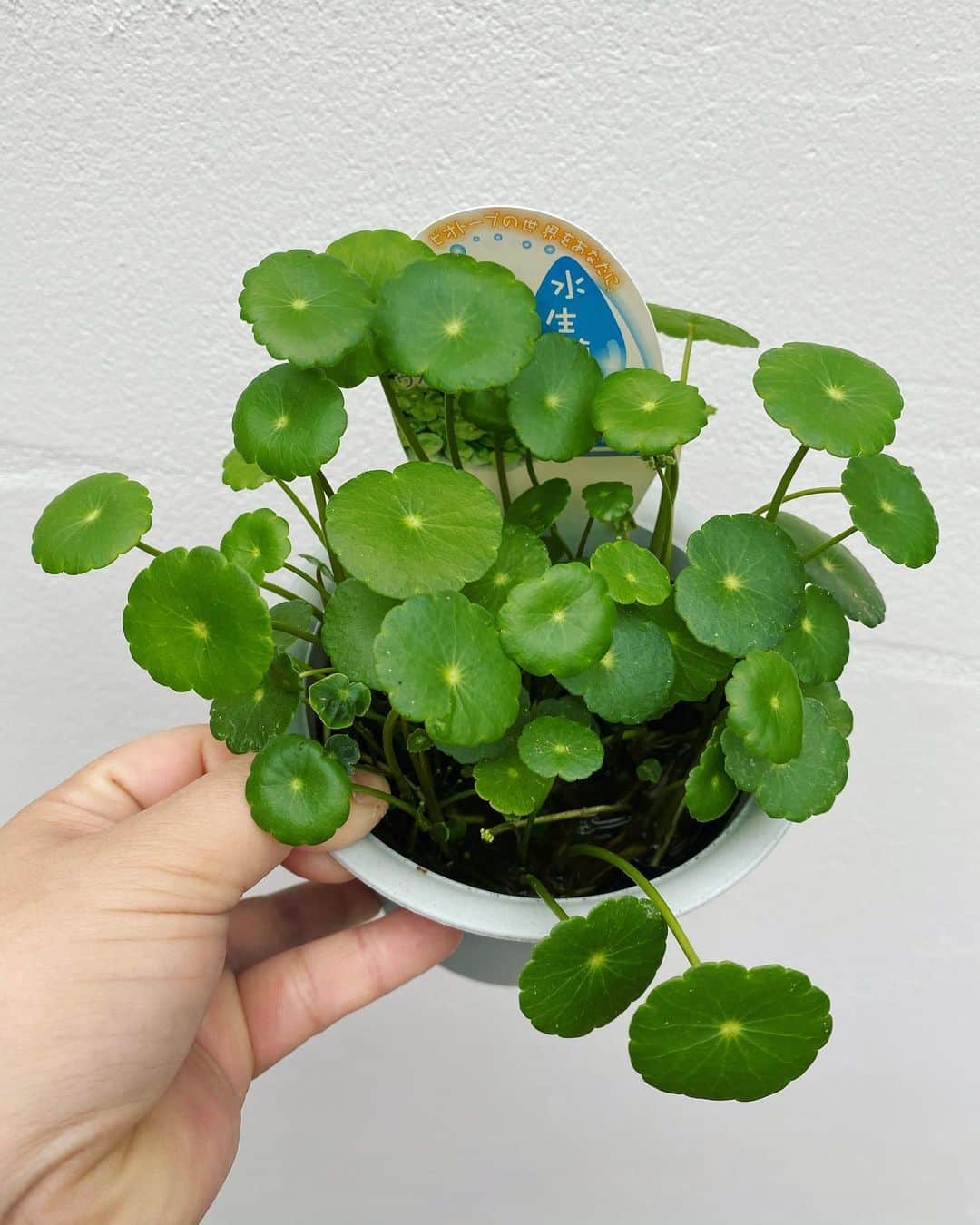 MILLE ECLAT.のグルメインスタ