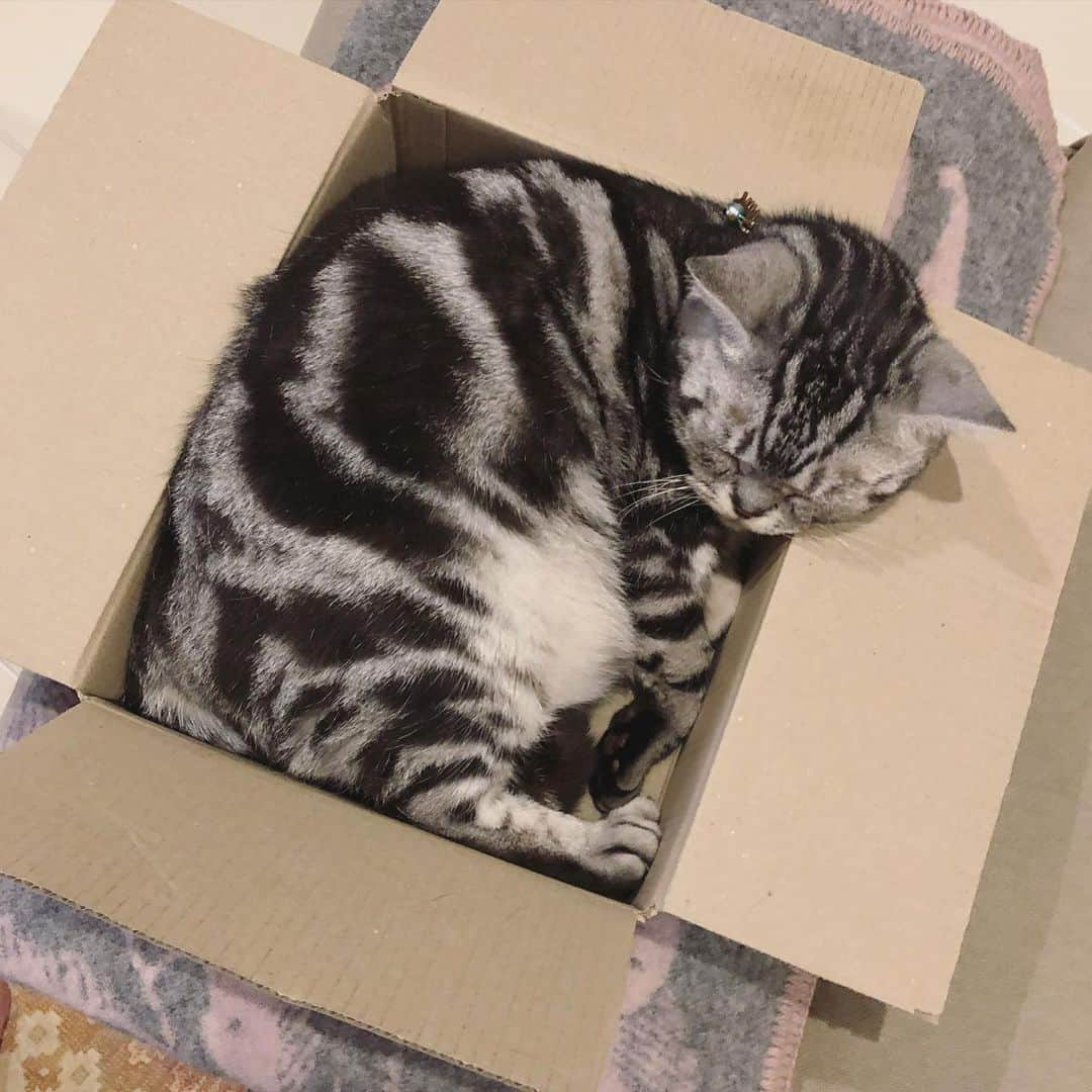 chai0219さんのインスタグラム写真 - (chai0219Instagram)「どちらもこの箱📦 気に入ったらしい…  #americanshorthair #kitty #kitten #cat #cats #catstagram #neco #アメショ #アメショー #アメリカンショートヘア #ねこ #猫 #ネコ #にゃんこ #ニャンコ #ねこ部 #猫もふ #ねこのきもち #ねこのいる生活 #ねこのいる暮らし #慢性腎不全猫 #慢性腎不全闘病中  #おうち時間」5月15日 20時25分 - chai0219