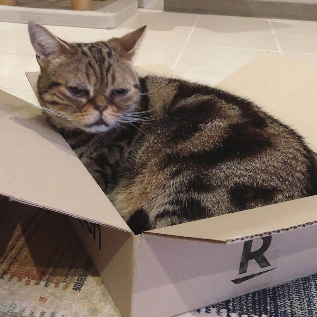 chai0219さんのインスタグラム写真 - (chai0219Instagram)「どちらもこの箱📦 気に入ったらしい…  #americanshorthair #kitty #kitten #cat #cats #catstagram #neco #アメショ #アメショー #アメリカンショートヘア #ねこ #猫 #ネコ #にゃんこ #ニャンコ #ねこ部 #猫もふ #ねこのきもち #ねこのいる生活 #ねこのいる暮らし #慢性腎不全猫 #慢性腎不全闘病中  #おうち時間」5月15日 20時25分 - chai0219